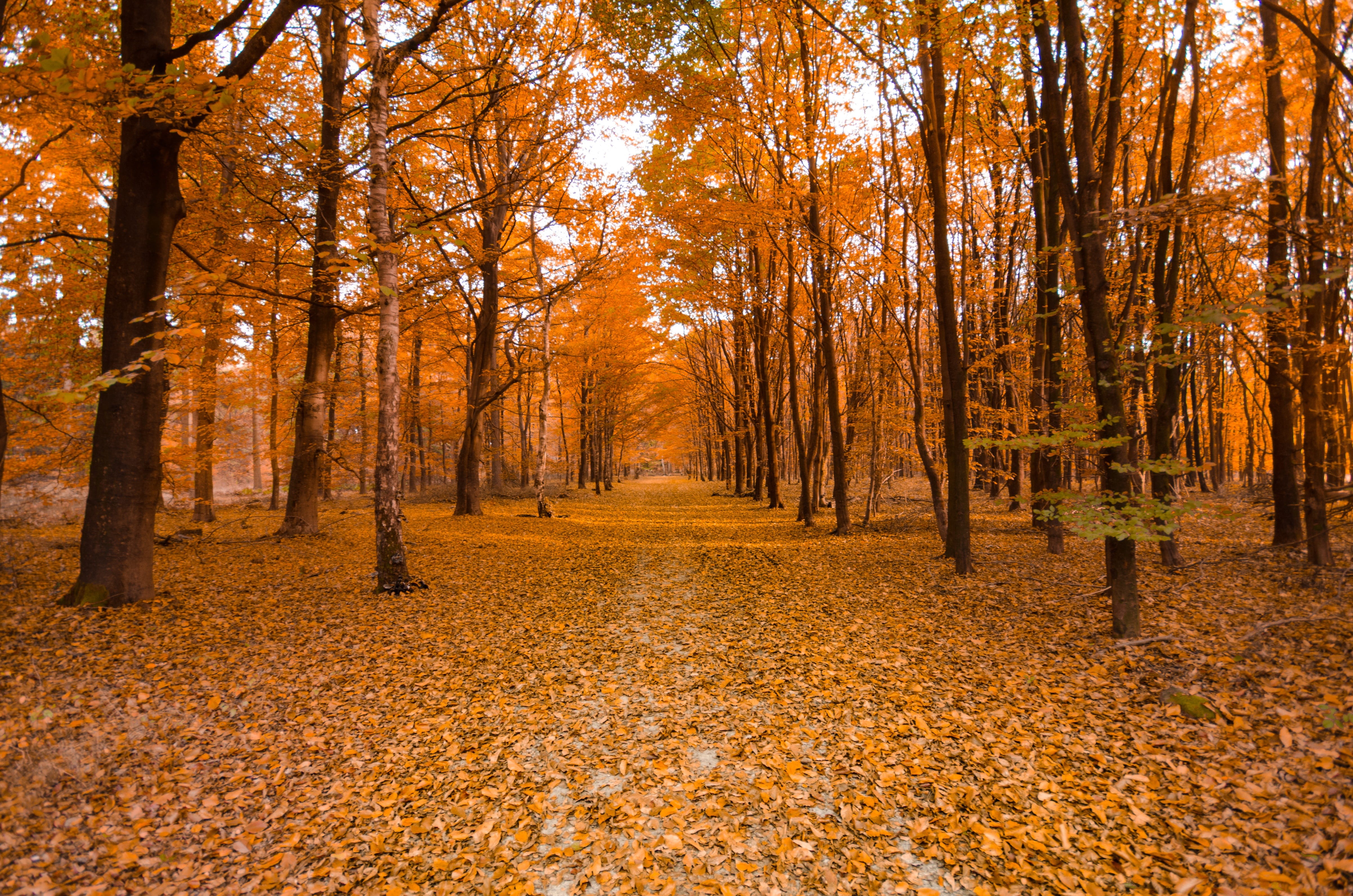 sun, foliage, scenics - nature, season, plant part, non-urban scene, tranquility, landscape, trunk, beauty in nature, leaves, fall, outdoors, wood, orange color, HD Wallpaper