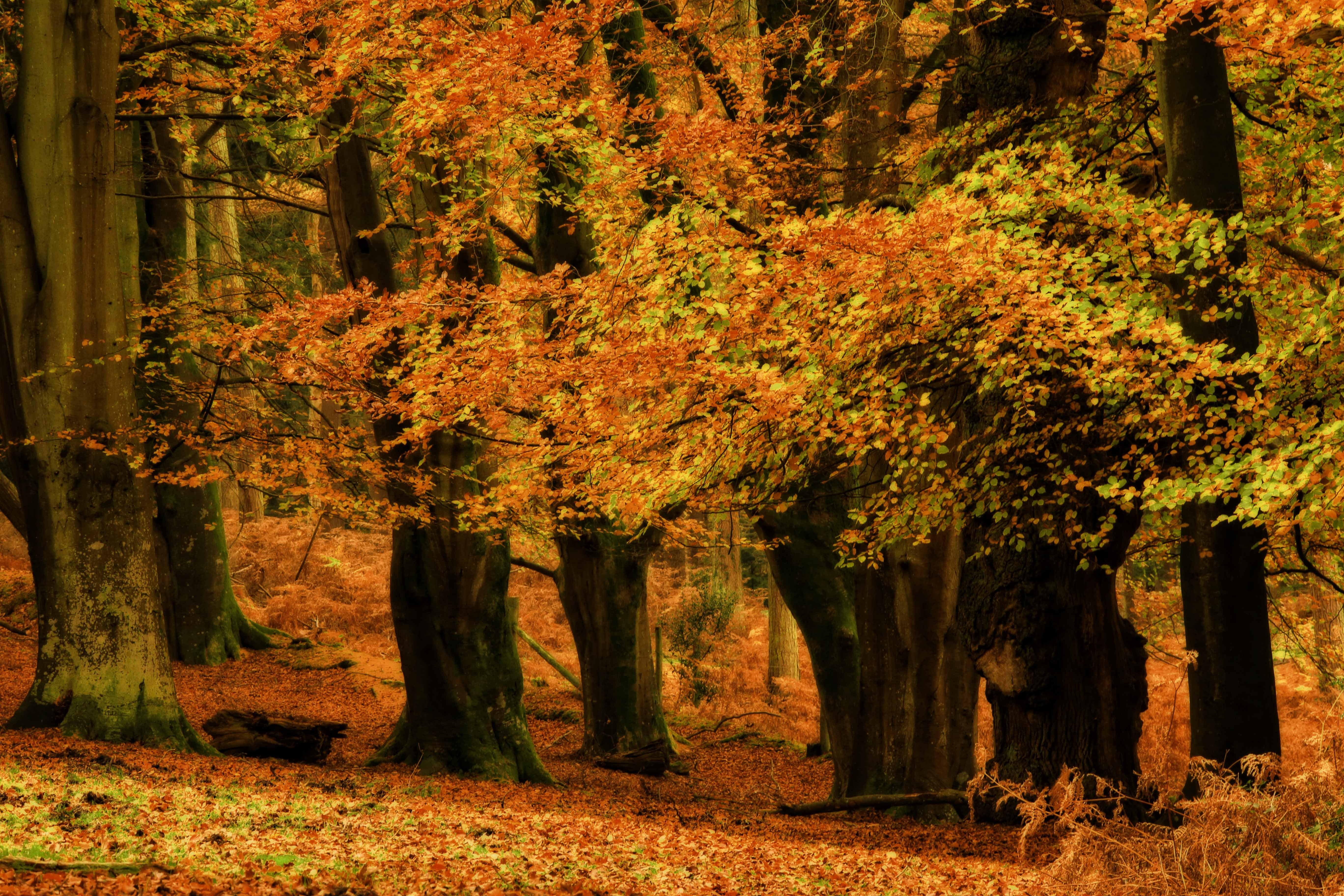 october, multi Colored, park - Man Made Space, maple trees, friday, maple, beauty In Nature, woodland, yellow, Autumn, nature, red, trees, 5K, outdoors, HD Wallpaper