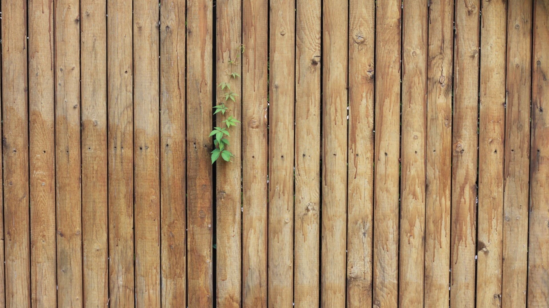 no people, asia, fence, decoration, pattern, wooden surface, brown, material, close-up, plant, green, weathered, leaf, backgrounds, boundary, full frame, HD Wallpaper