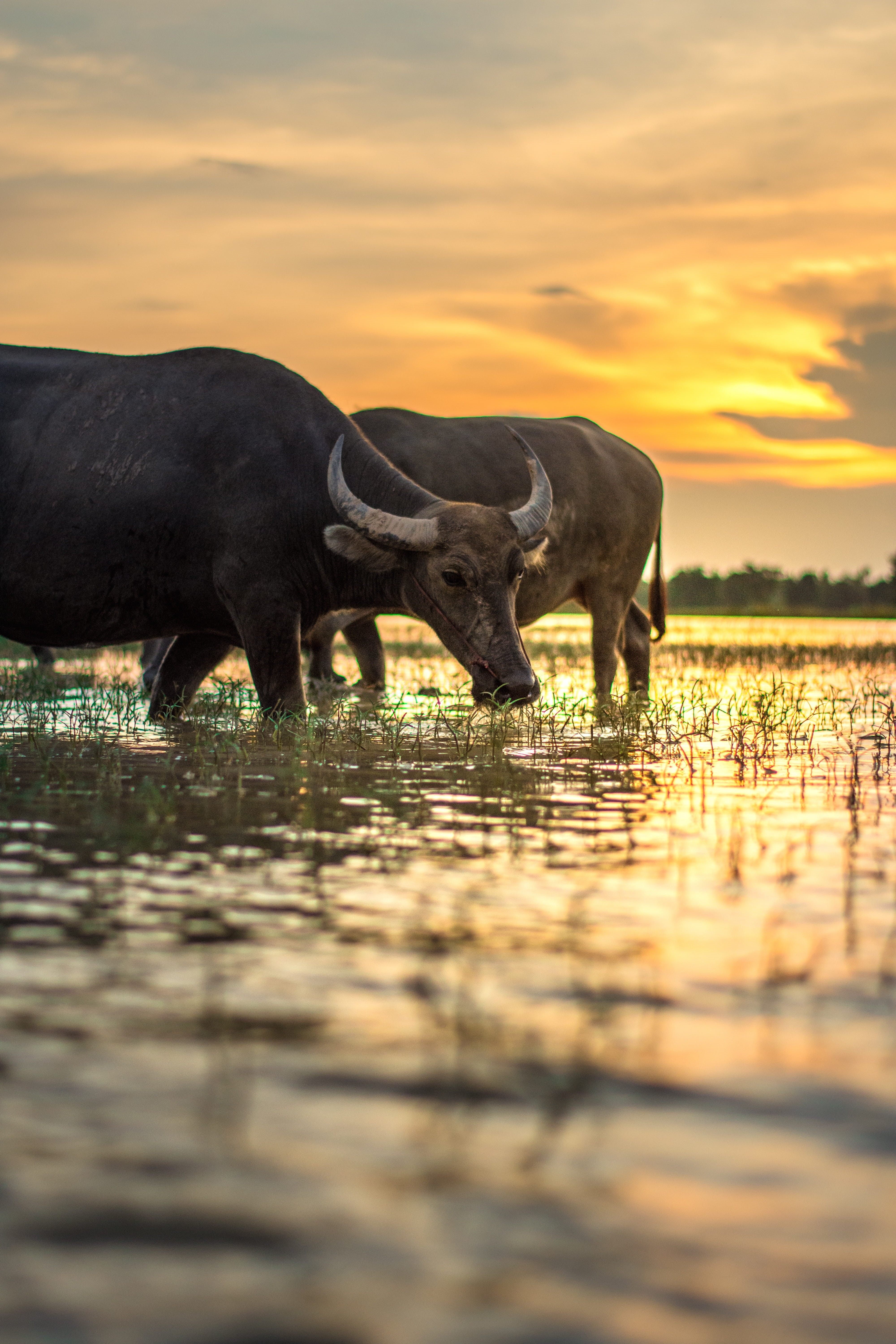 group of animals, golden, bull - Animal, Buffalo, hour, countryside, mammal, no people, grass, beauty in nature, cloud - sky, green, traditional, animals in the wild, Phone HD Wallpaper