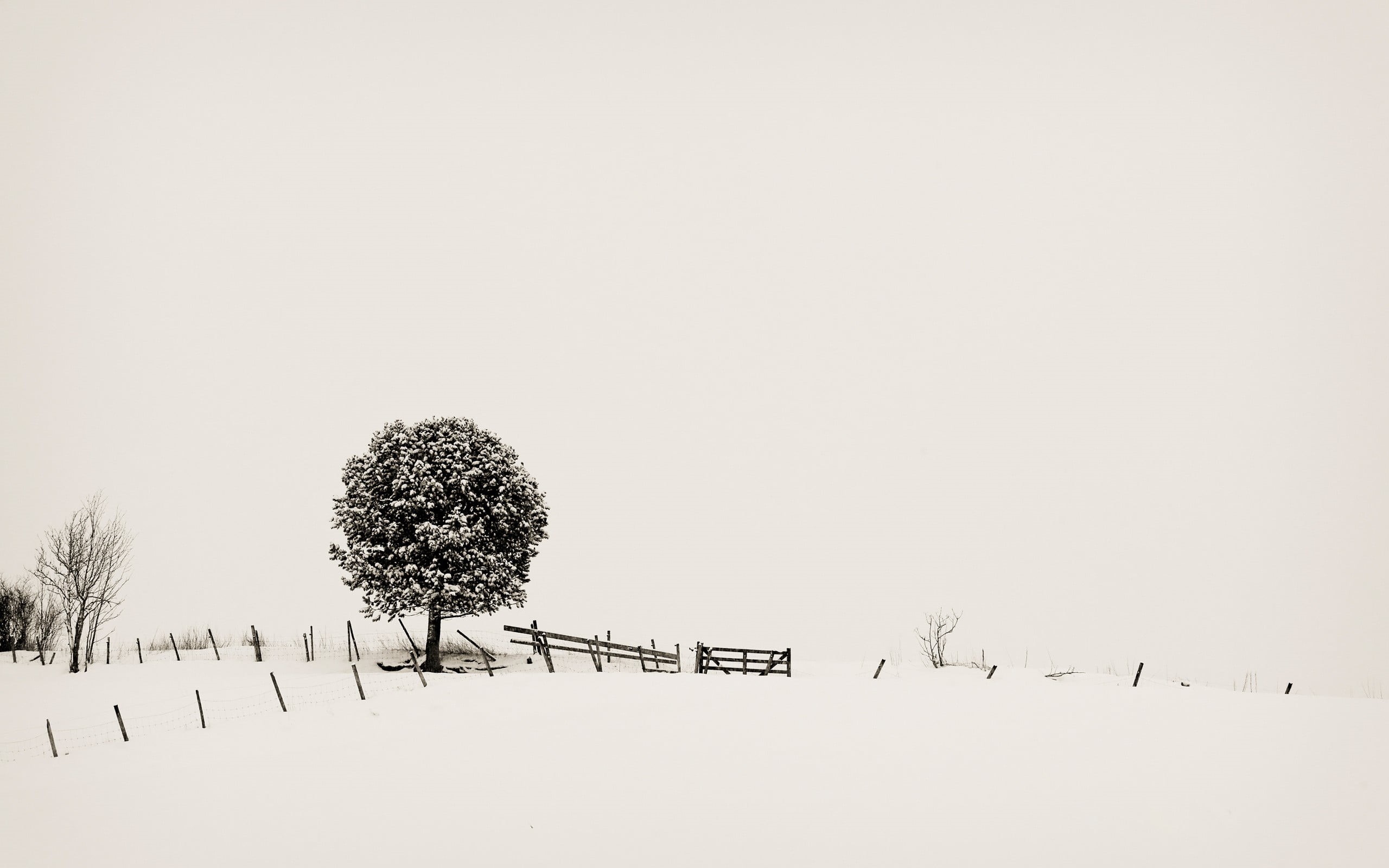 monochrome, nature, no people, cold temperature, beauty in nature, tranquility, gray, fence, scenics - nature, plant, land, trees, 2K, copy space, leaf, HD Wallpaper