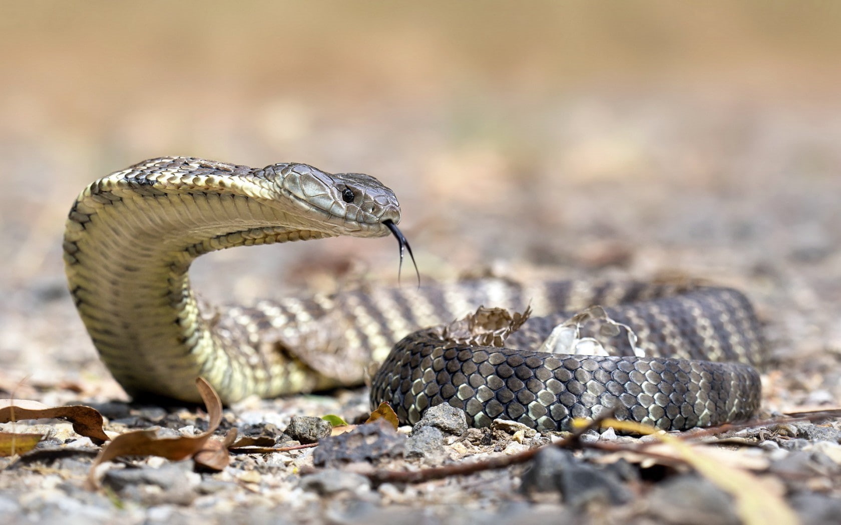 animals, cobra, reptiles, Australia, snake, 720P, HD Wallpaper