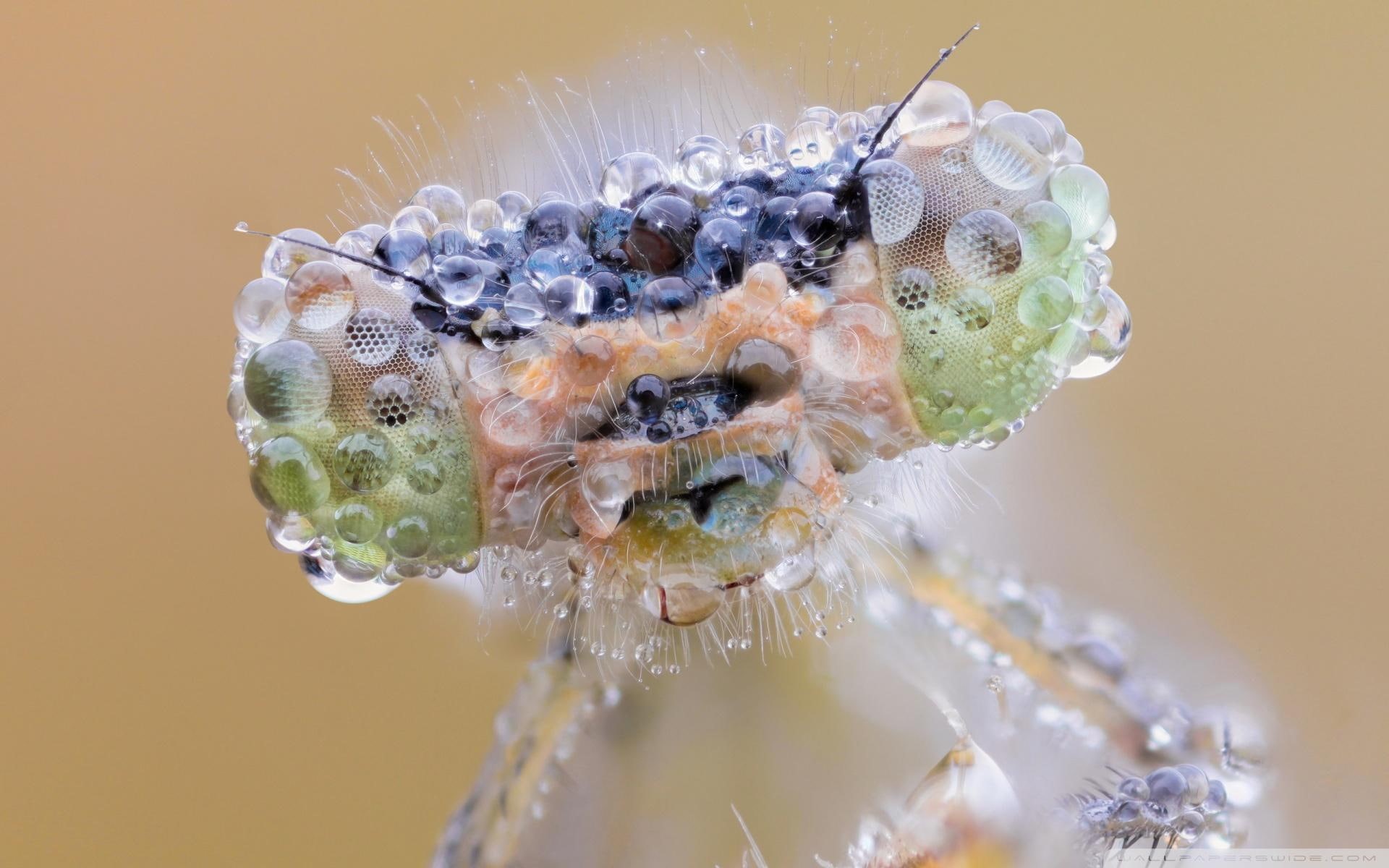 face, closeup, damselfly, photography, 1080P, eyed, animal, dragonfly, head, dew, macro, non-vertebrate, animals, insect, eyes, HD Wallpaper