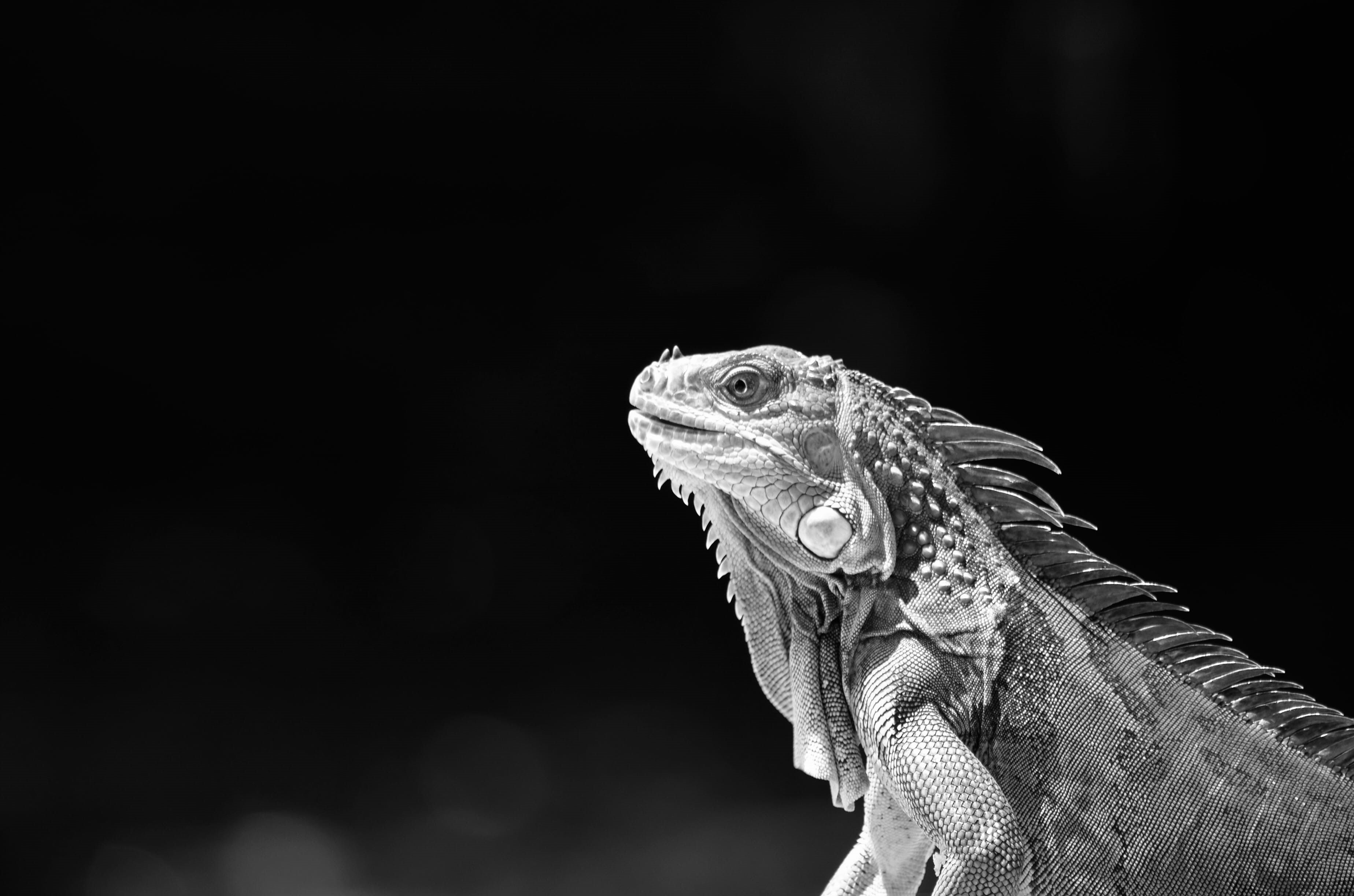 one animal, iguana, wild, animal body part, portrait, looking, amphibian, head, animal themes, photography, black and white, wildlife, bearded, monochrome, HD Wallpaper