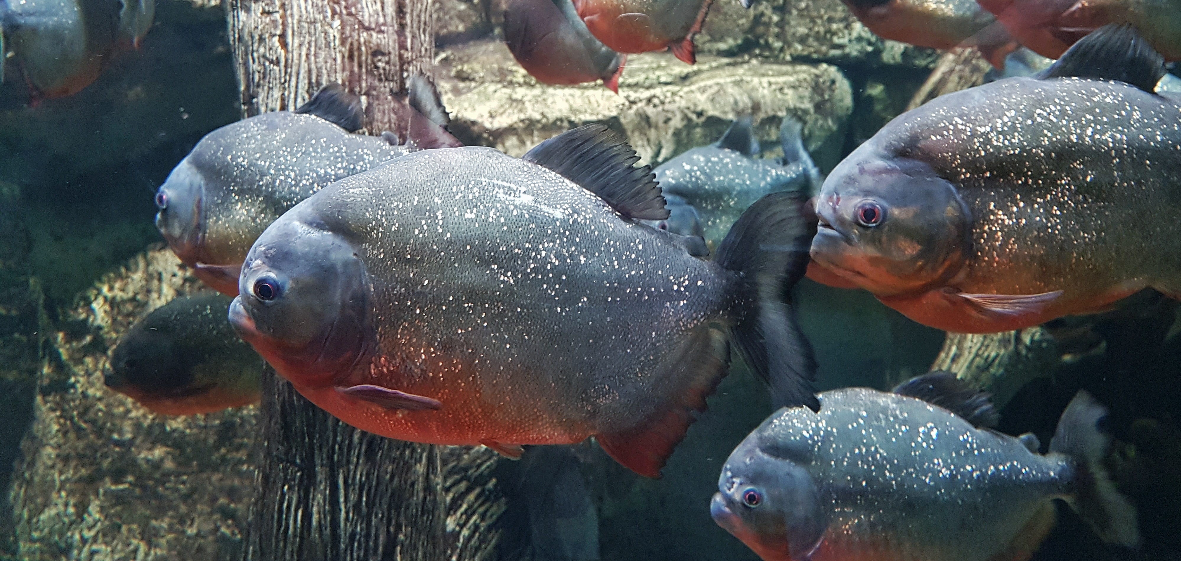 swimming, full, grey, home, paunchy, view, no, school of fish, animal, aquarium, american, food, profile, close-up, eye, dangerous, orange, tropical, vertebral, HD Wallpaper