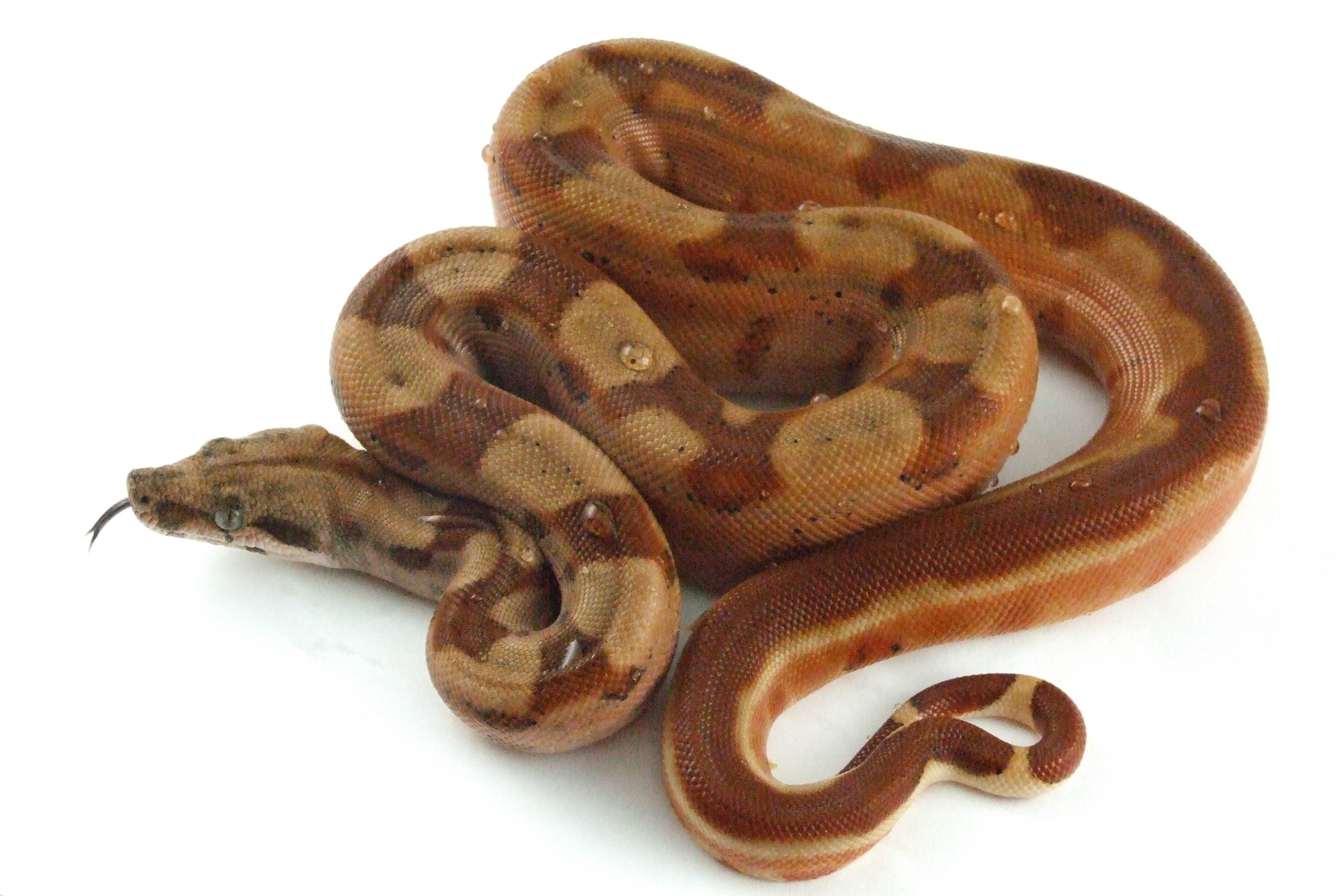 animal Wildlife, shape, animal themes, constrictor, reptile, brown, single object, one Animal, burmese, studio Shot, reptilium, boid, pets, no people, python, HD Wallpaper