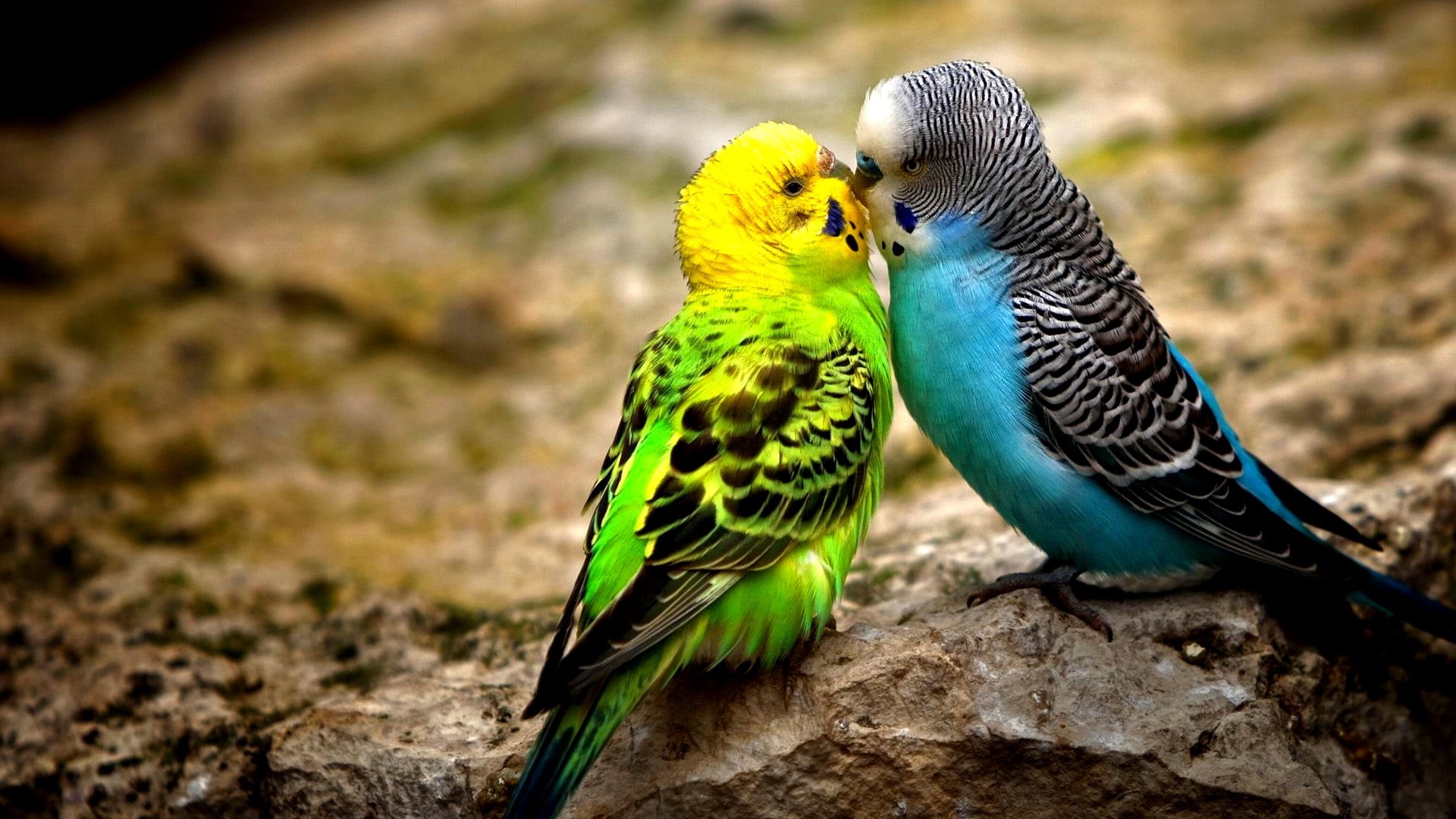 nature, bunting, animals in the wild, no people, finch, perching, feather, 1080P, focus on foreground, day, parakeet, animal wildlife, indigo bunting, HD Wallpaper