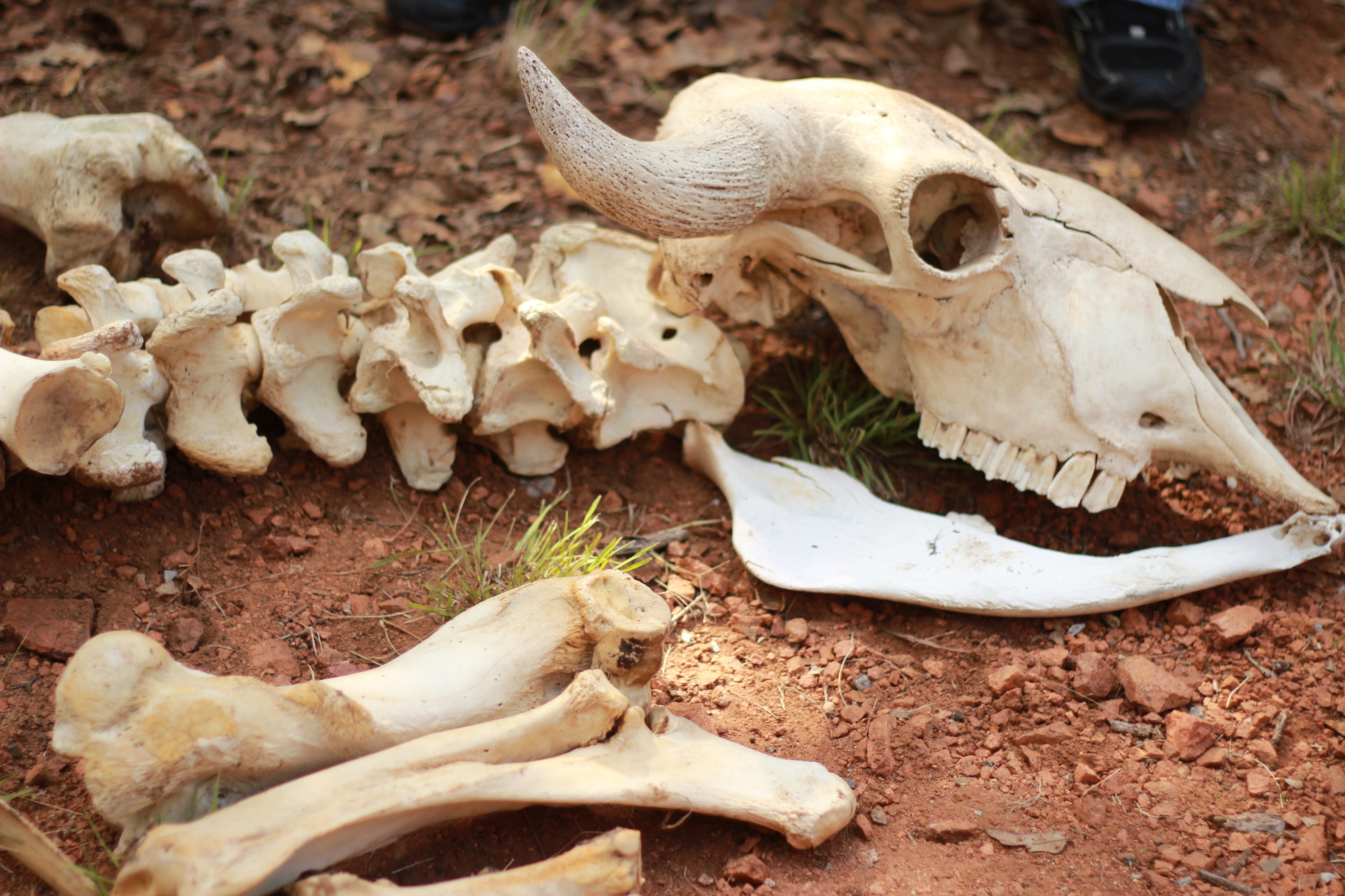 animal Skeleton, skull, animal Skull, Skeleton, animal teeth, land, one animal, no people, spinal column, mammal, animal body part, nature, Spine, ground, HD Wallpaper