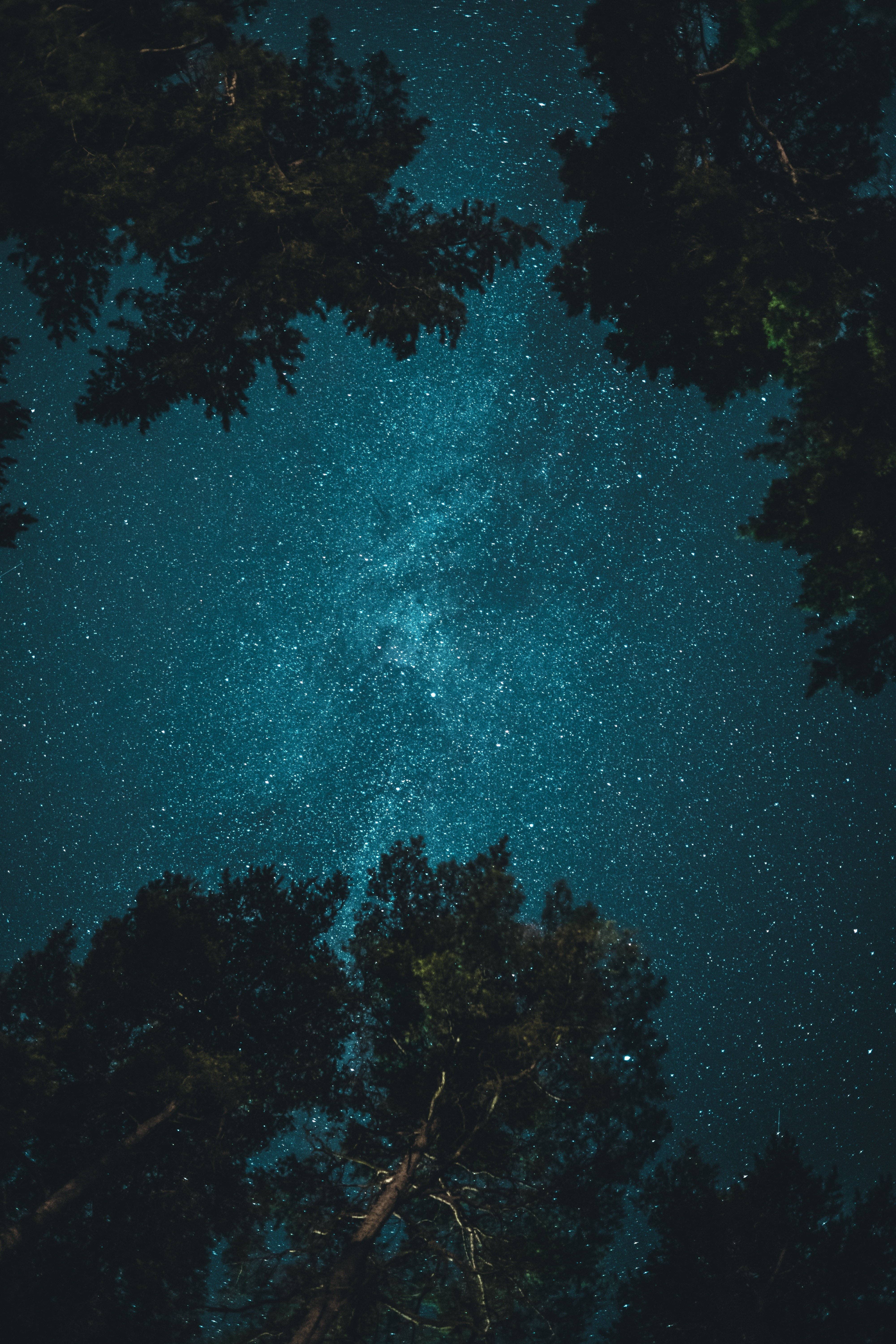 star, nature, milky way, astronomy, beauty in nature, idyllic, starry sky, no people, outdoors, 5K, cosmic, branches, scenics - nature, night, trees, low angle view, Phone HD Wallpaper