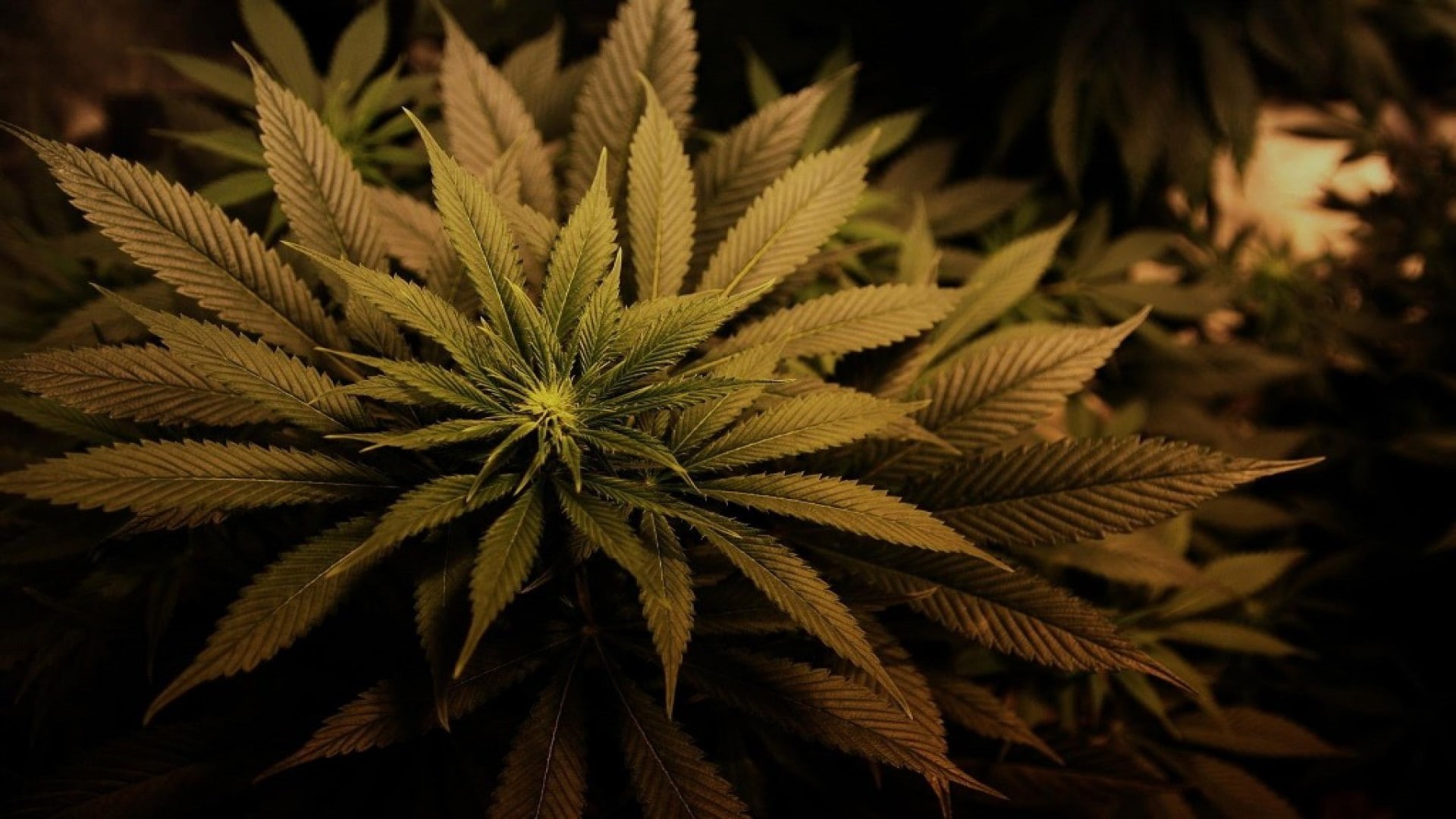 ganja, 1080P, marijuana, 420, weed, HD Wallpaper