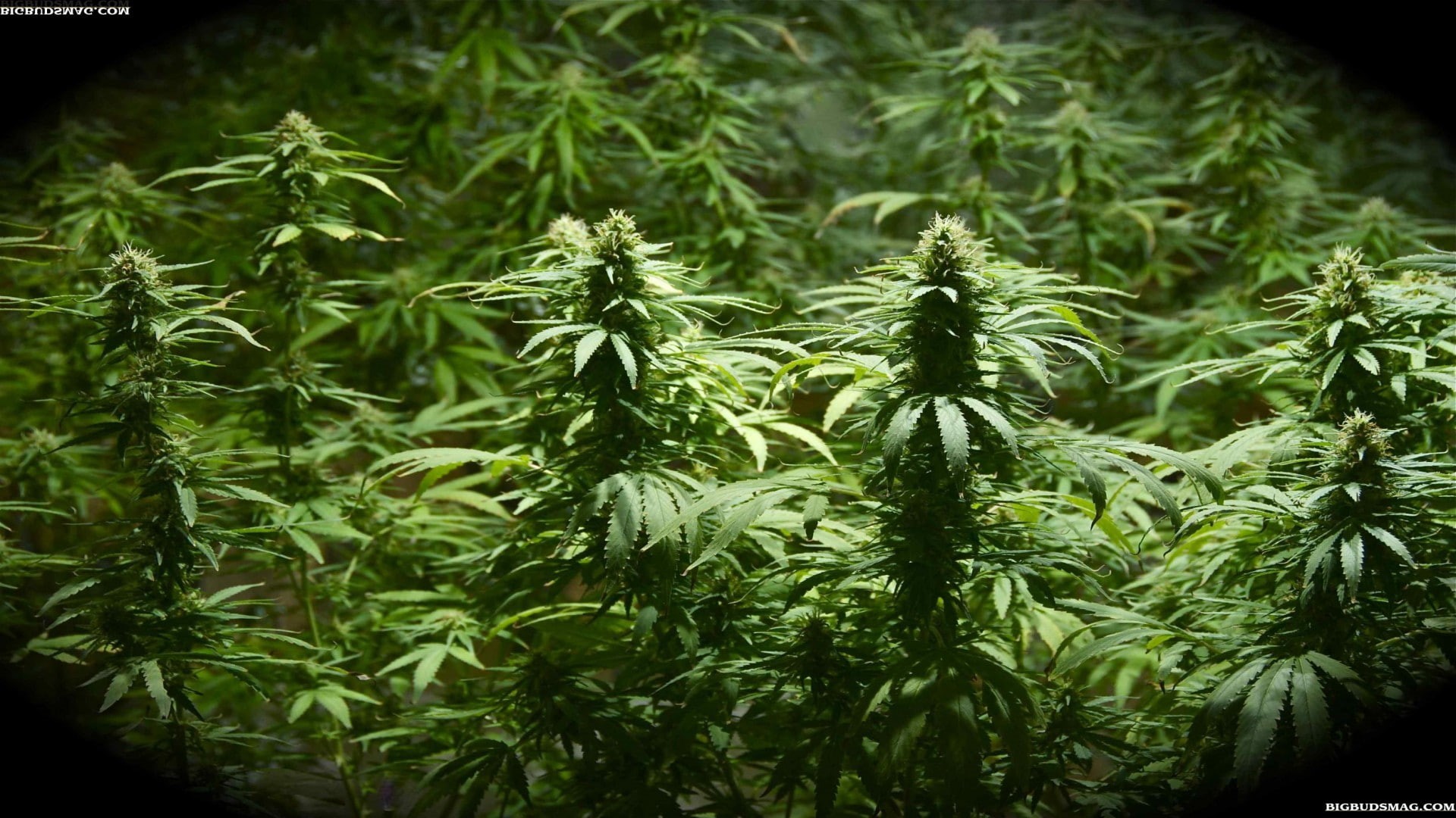 ganja, 1080P, 420, marijuana, weed, HD Wallpaper