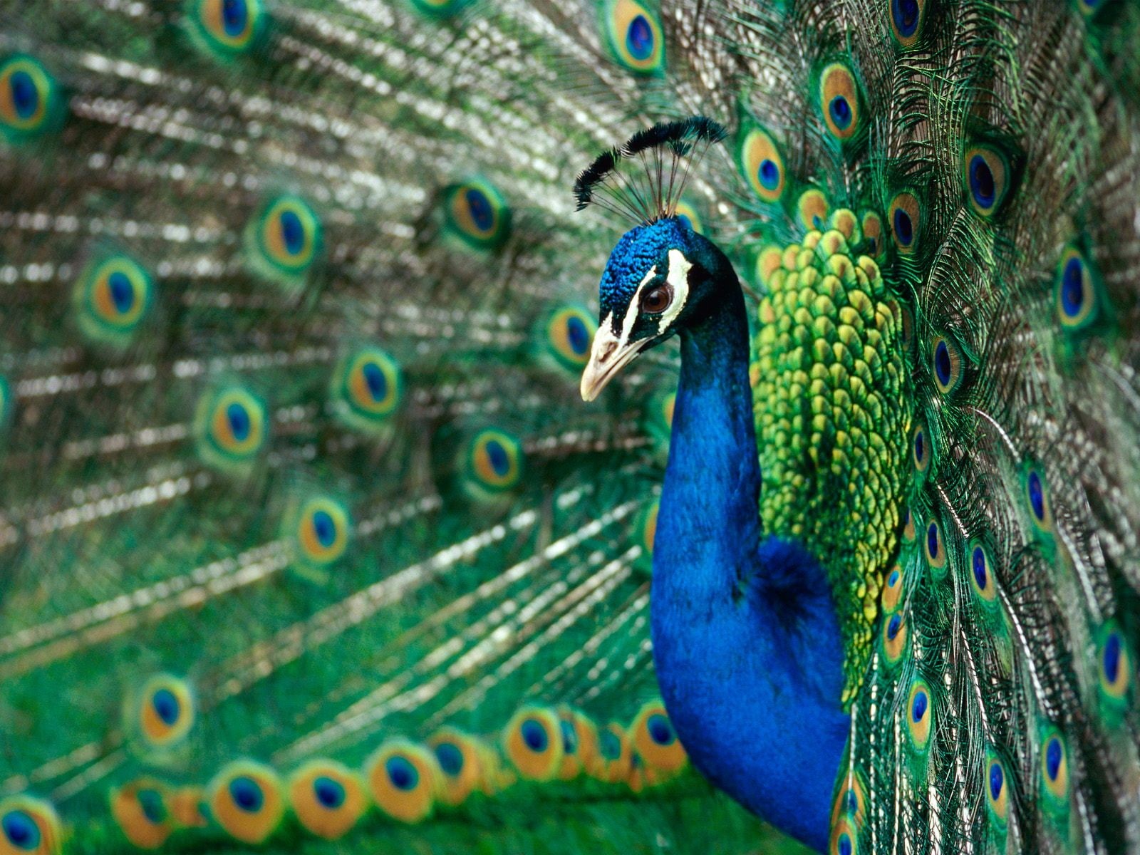macro, 720P, animals, feathers, peacock, bird, hd, HD Wallpaper