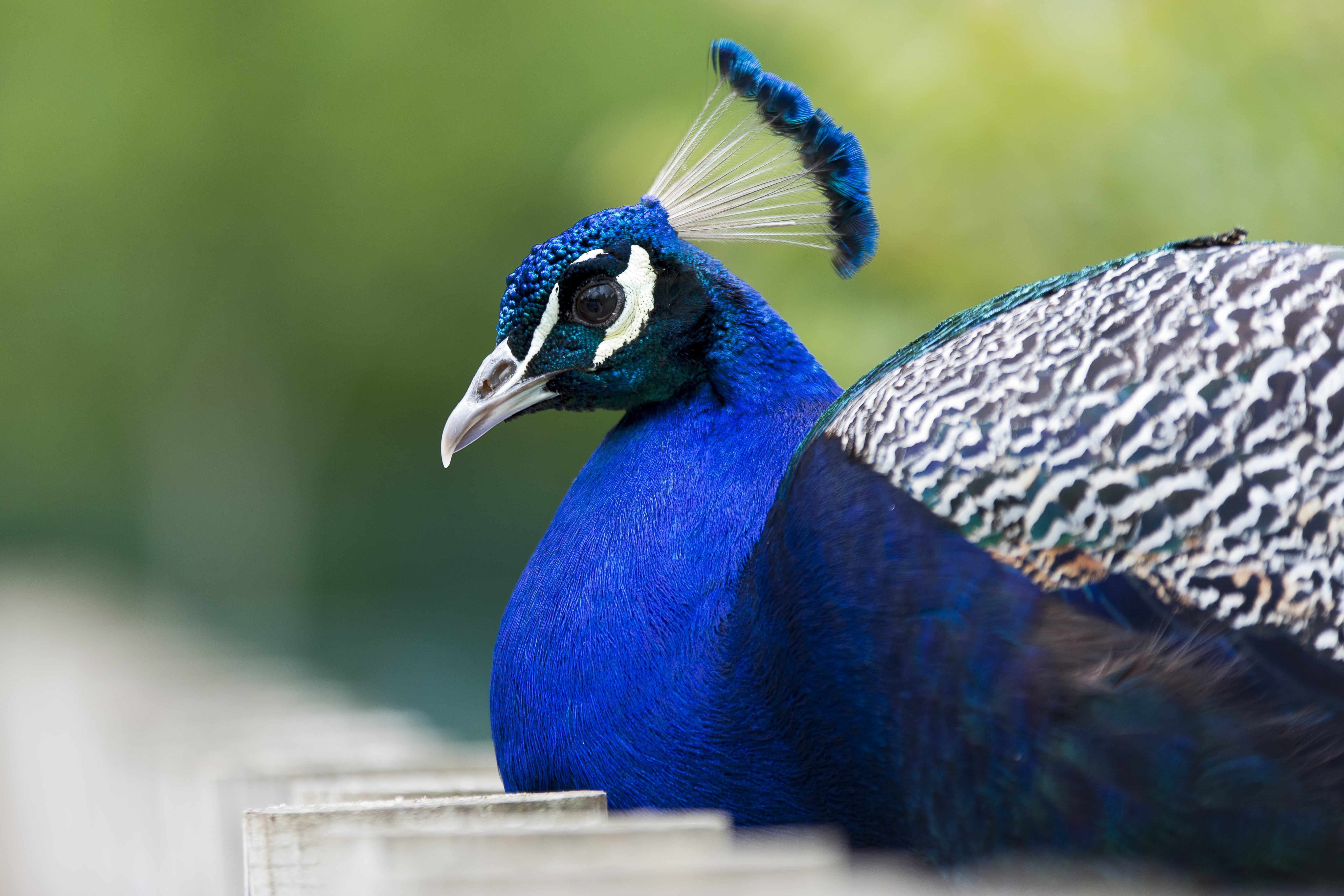 animal themes, exotic, animals in the wild, wildlife, feather, birds, profile view, nature, black, beauty in nature, feathers, animal head, peacock feather, HD Wallpaper