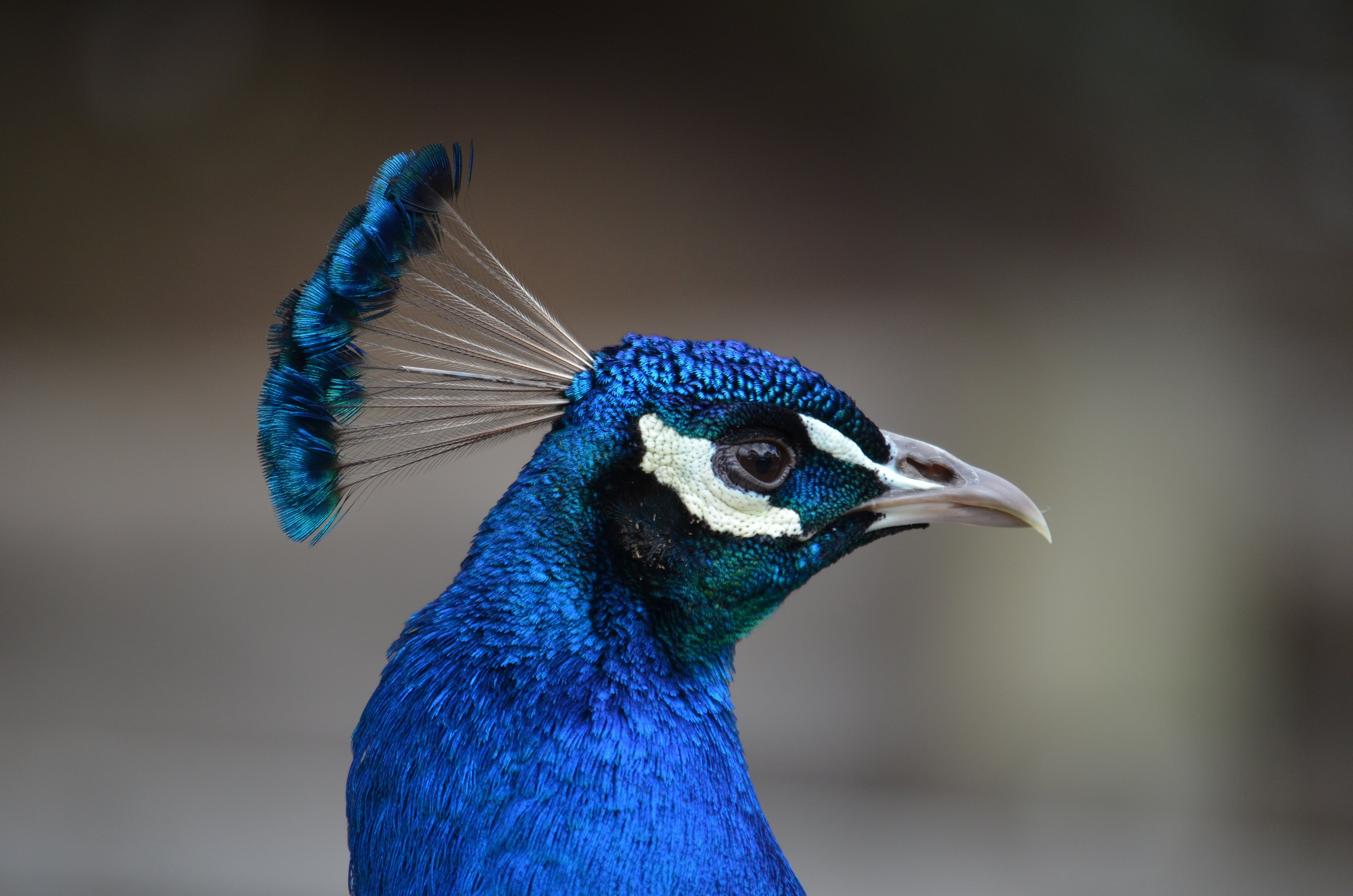 feather, bruce, male Animal, bird, Ballarat, 1850s, wildlife, blue, peacock, photo, closeup, nature, animal, blue peacock, elegance, 4K, close-up, multi Colored, HD Wallpaper