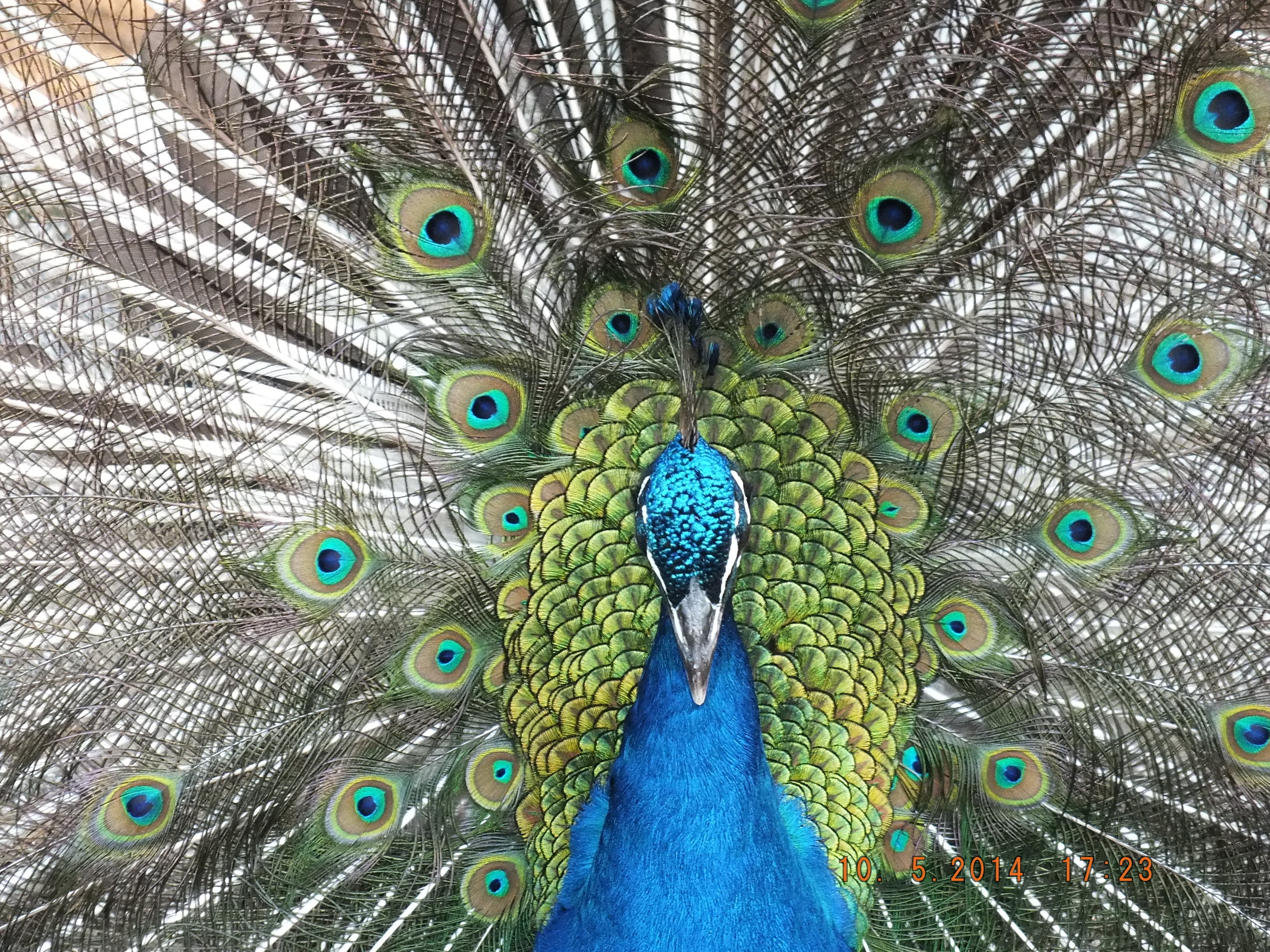 green peacock, Fujifilm  Finepix, colors, multi Colored, macro photography, blue, peacock, animal, green Color, 2K, vibrant Color, nature, tail, macro, HD Wallpaper