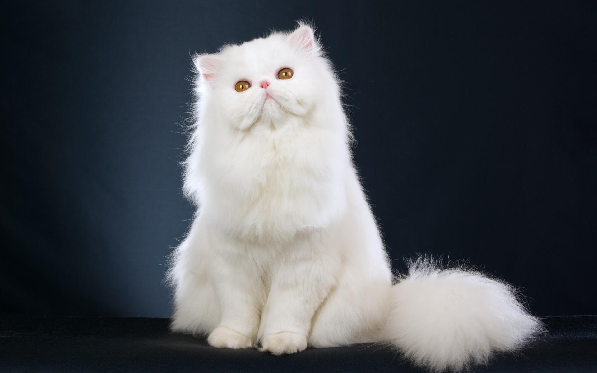 kitten, cat, white, 1080P, background, cats, persian, HD Wallpaper