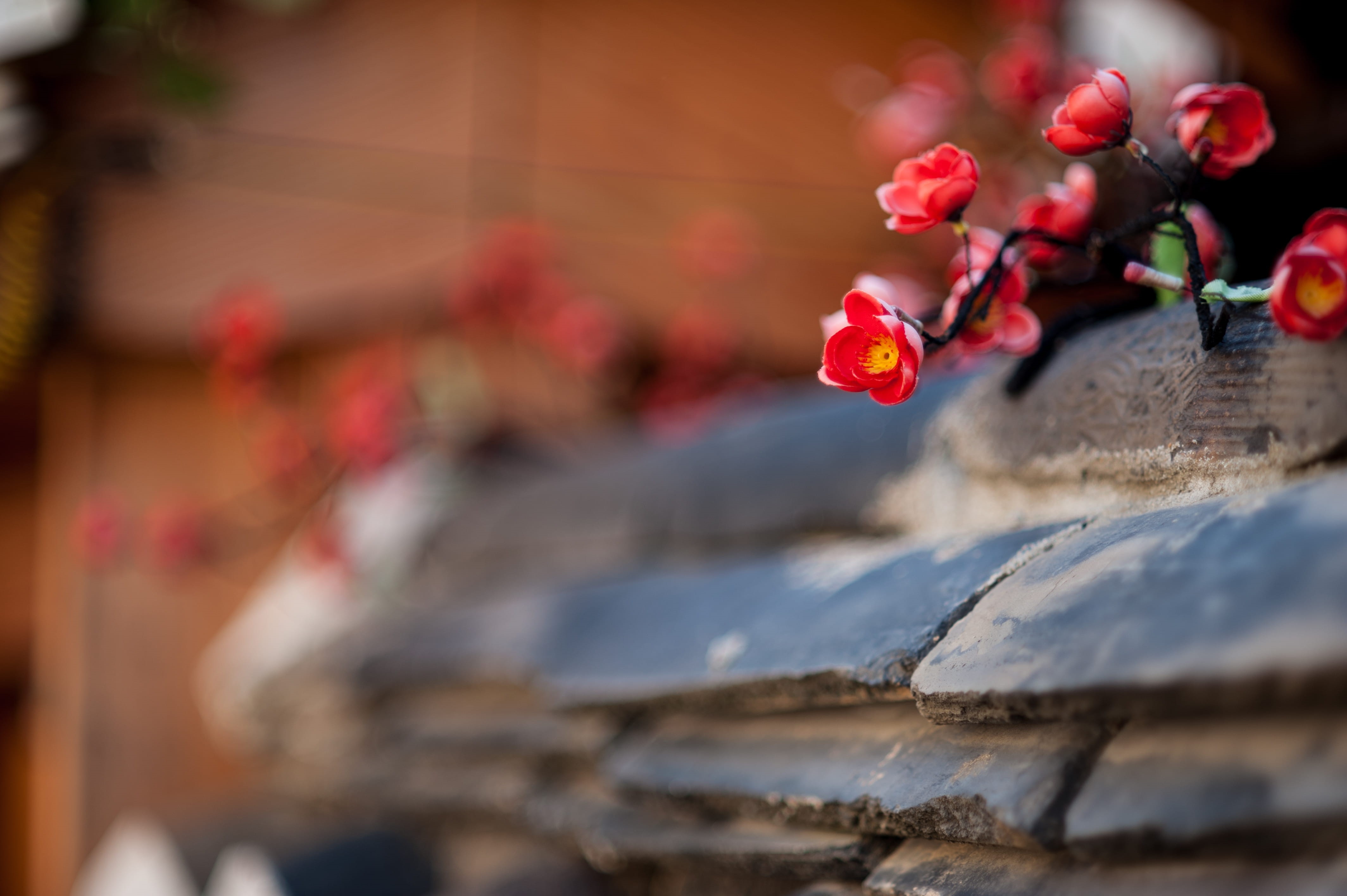 4K, cherry, close-up, seoul, architecture, bukchon hanok village, red, fragility, beauty in nature, warm, flower, plant, blossom, outdoors, built structure, HD Wallpaper