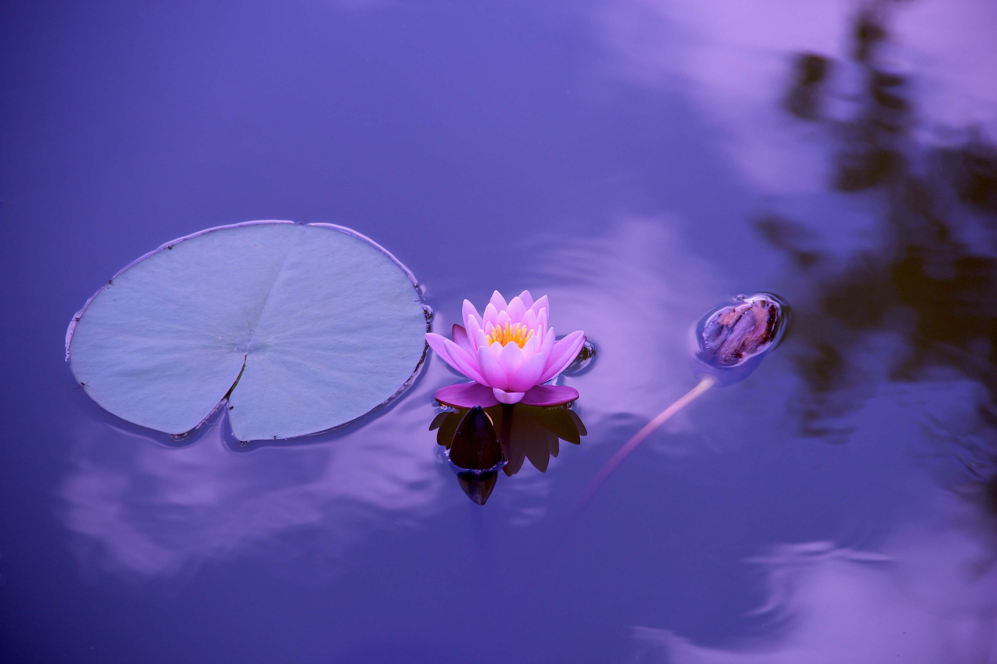 summer, lake, harmony, springtime, growth, lotus water lily, lotus, 4K, inflorescence, flowering plant, freshness, health, petal, lifestyle, beauty in nature, HD Wallpaper