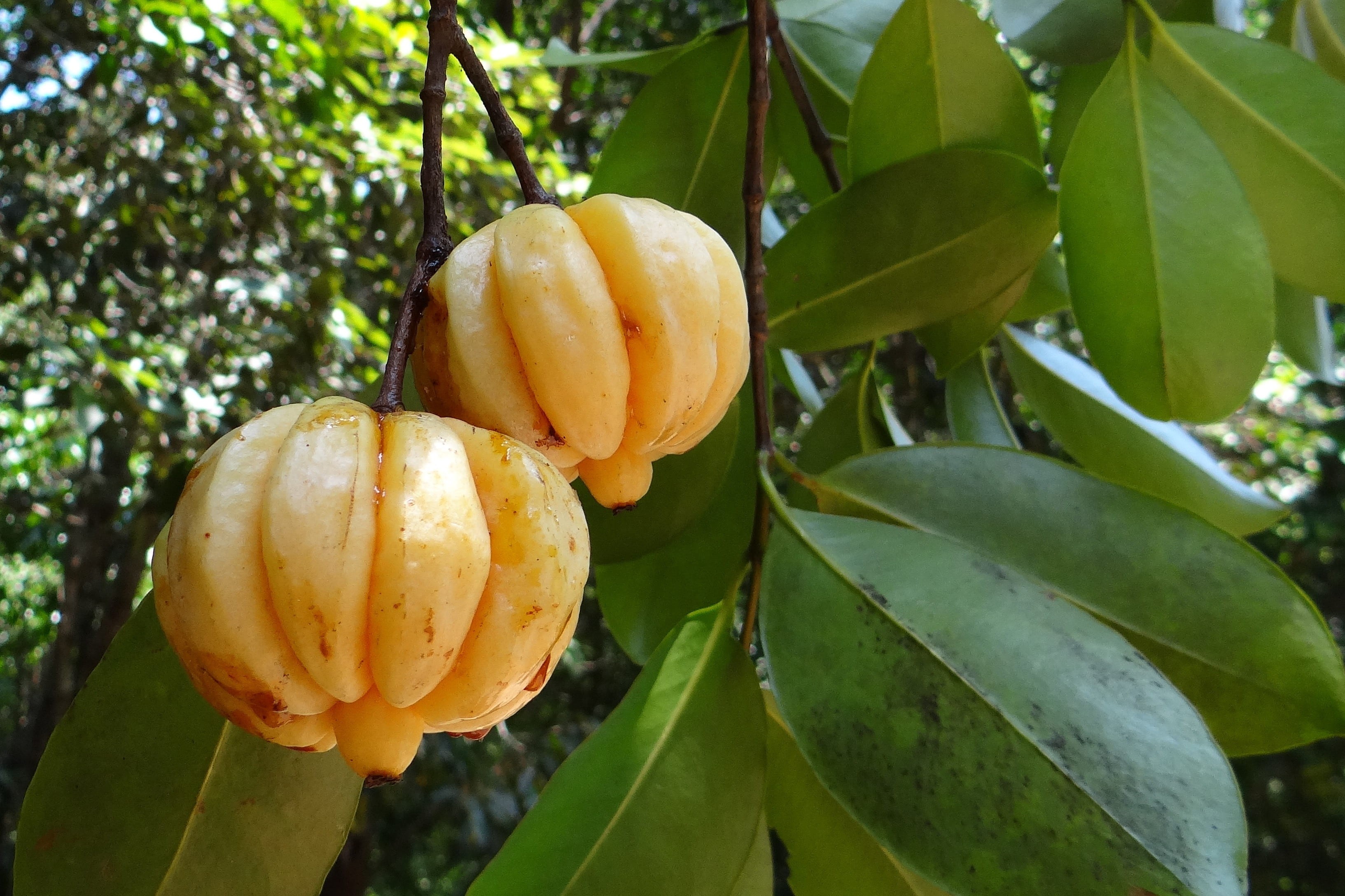 plant, karnataka, photo, food and drink, tree, northern tamarind, fruit, western ghats, ripe, 2K, nature, outdoors, fruits, garcinia gummi-gutta, leaf, HD Wallpaper