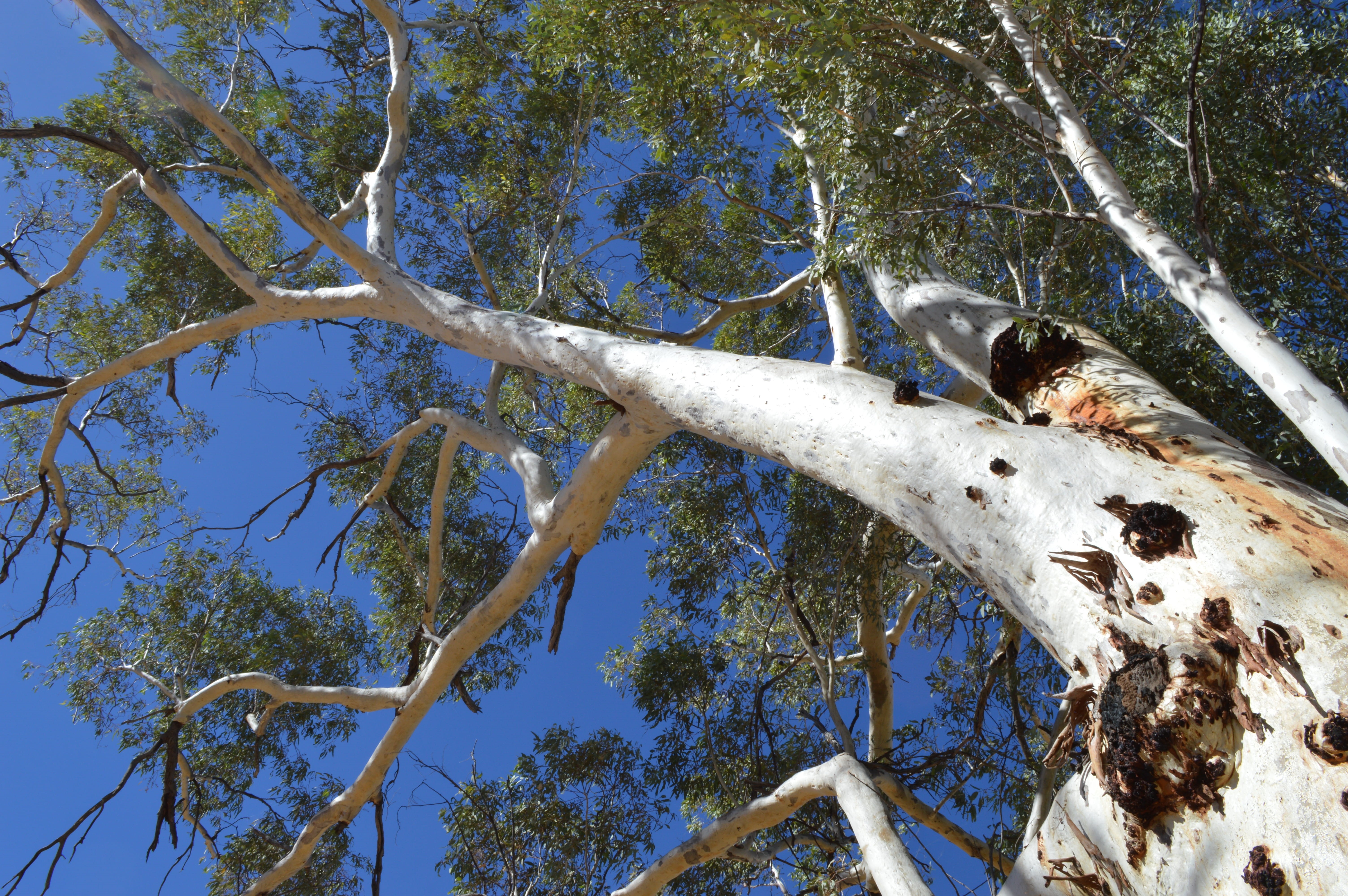 no people, gum tree, low angle view, australia, animal, sunlight, 5K, one animal, tree trunk, day, animal themes, hugh river, trunk, tranquility, nature, HD Wallpaper