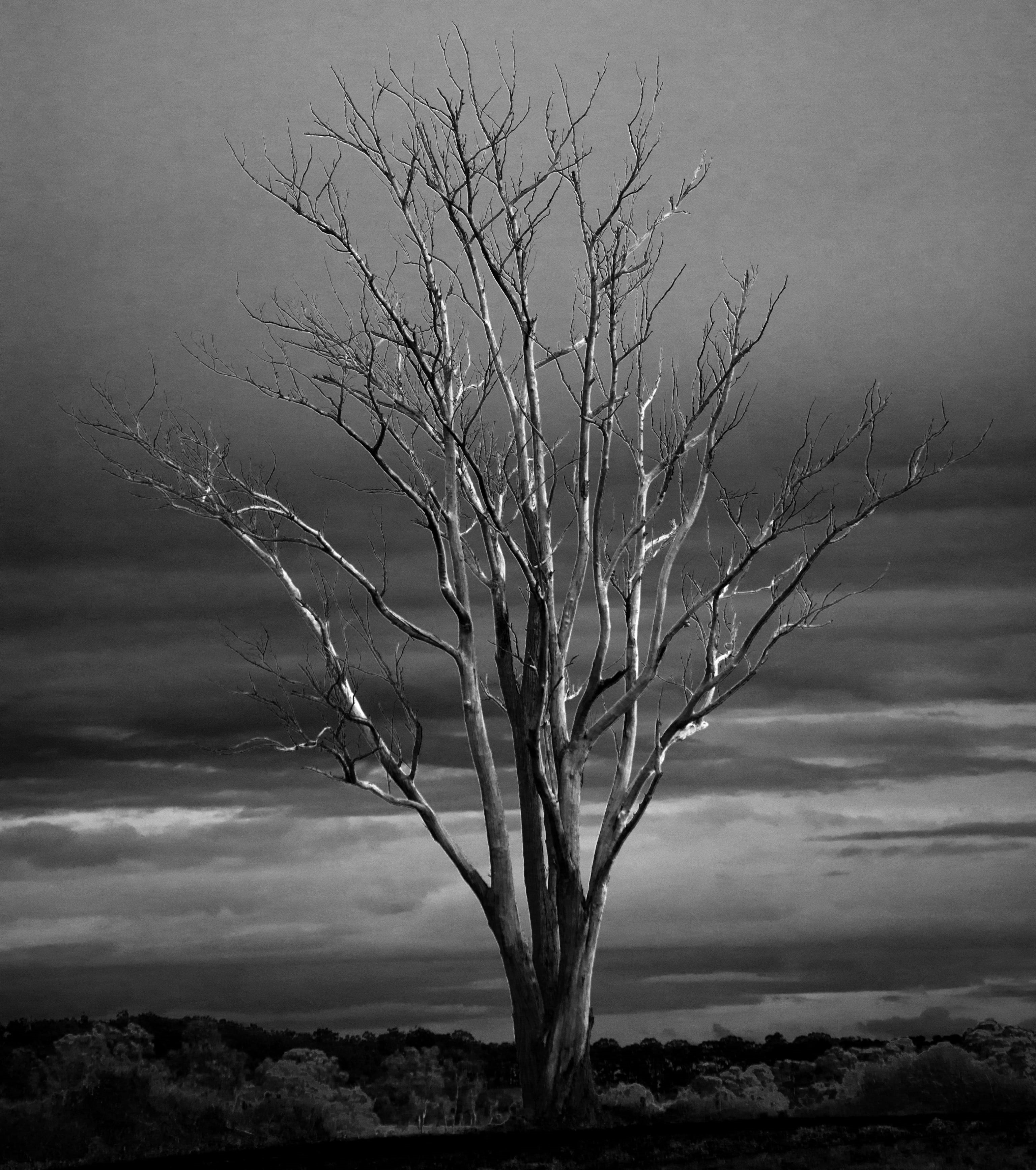 tranquil scene, landscape, branch, australia, arid climate, non-urban scene, stencils, empty, silhouette, nature, beauty in nature, trees, photo, vintage, Phone HD Wallpaper