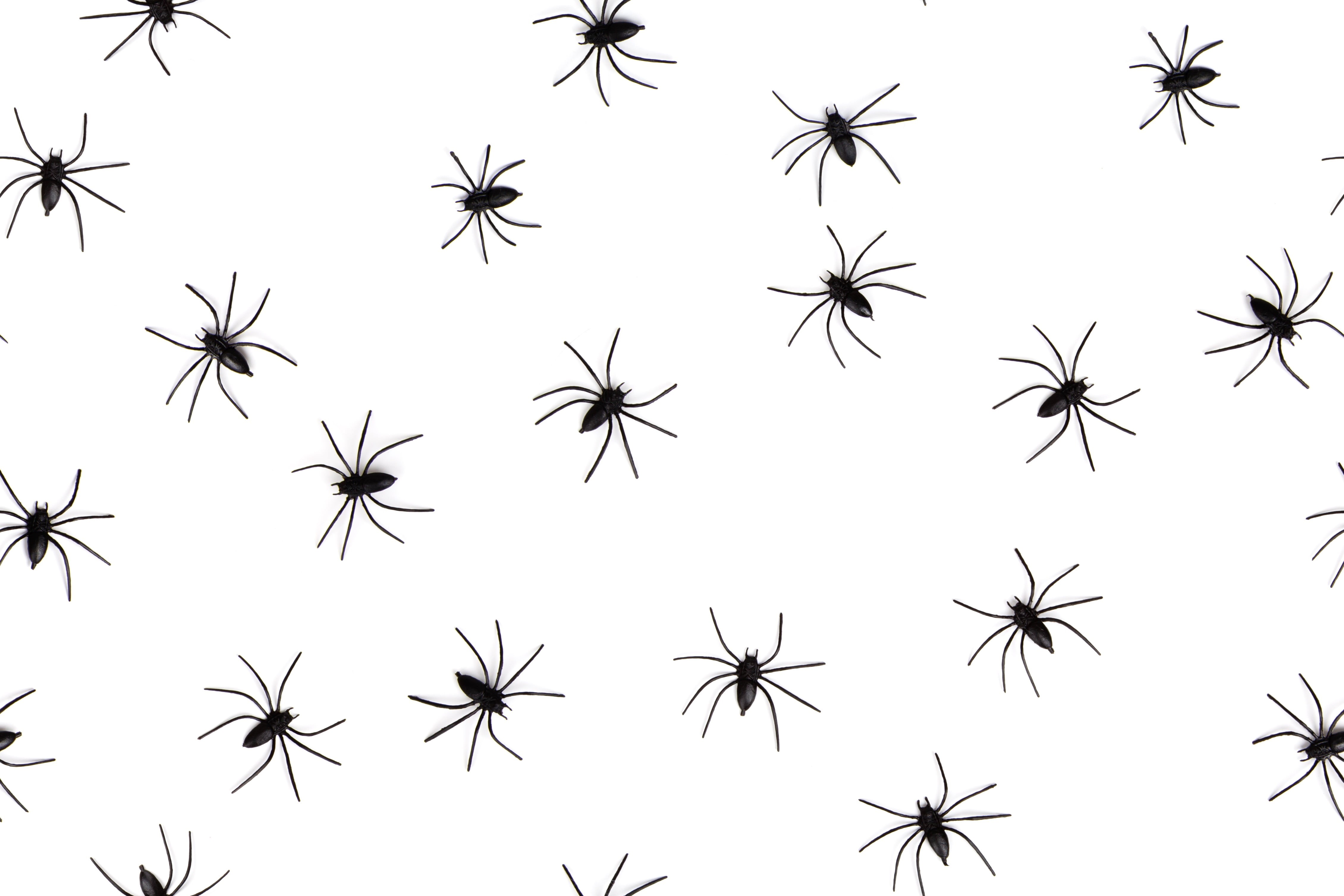 arachnophobia, illustration, isolated, design, outdoors, background, organism, nature, pattern, insect, backgrounds, phobia, black, seamless, black color, HD Wallpaper