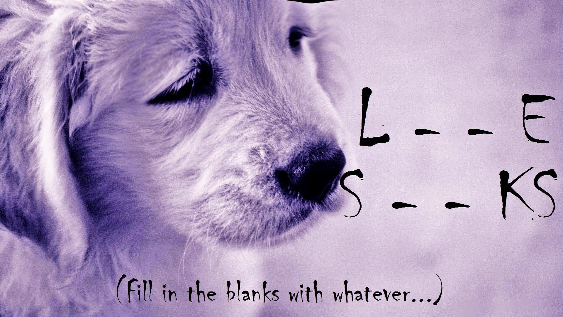 whatever, life, s, l, 1080P, ks, animals, e, love, fill, HD Wallpaper