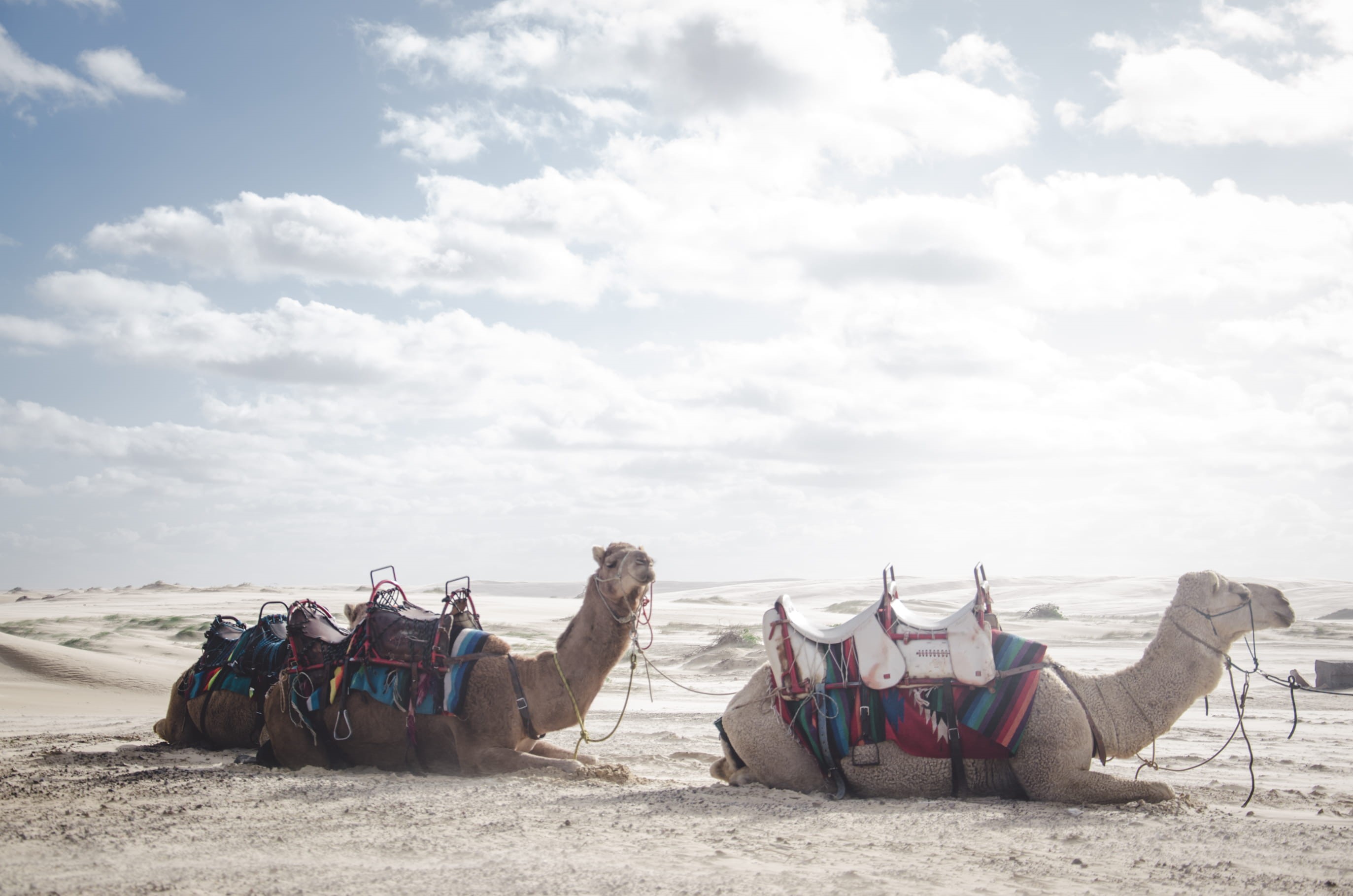 dessert, scenics - nature, nautical vessel, cloud - sky, sand, desert, sitting, tranquility, camel, dromedary Camel, beauty in nature, convoy, day, camels, HD Wallpaper