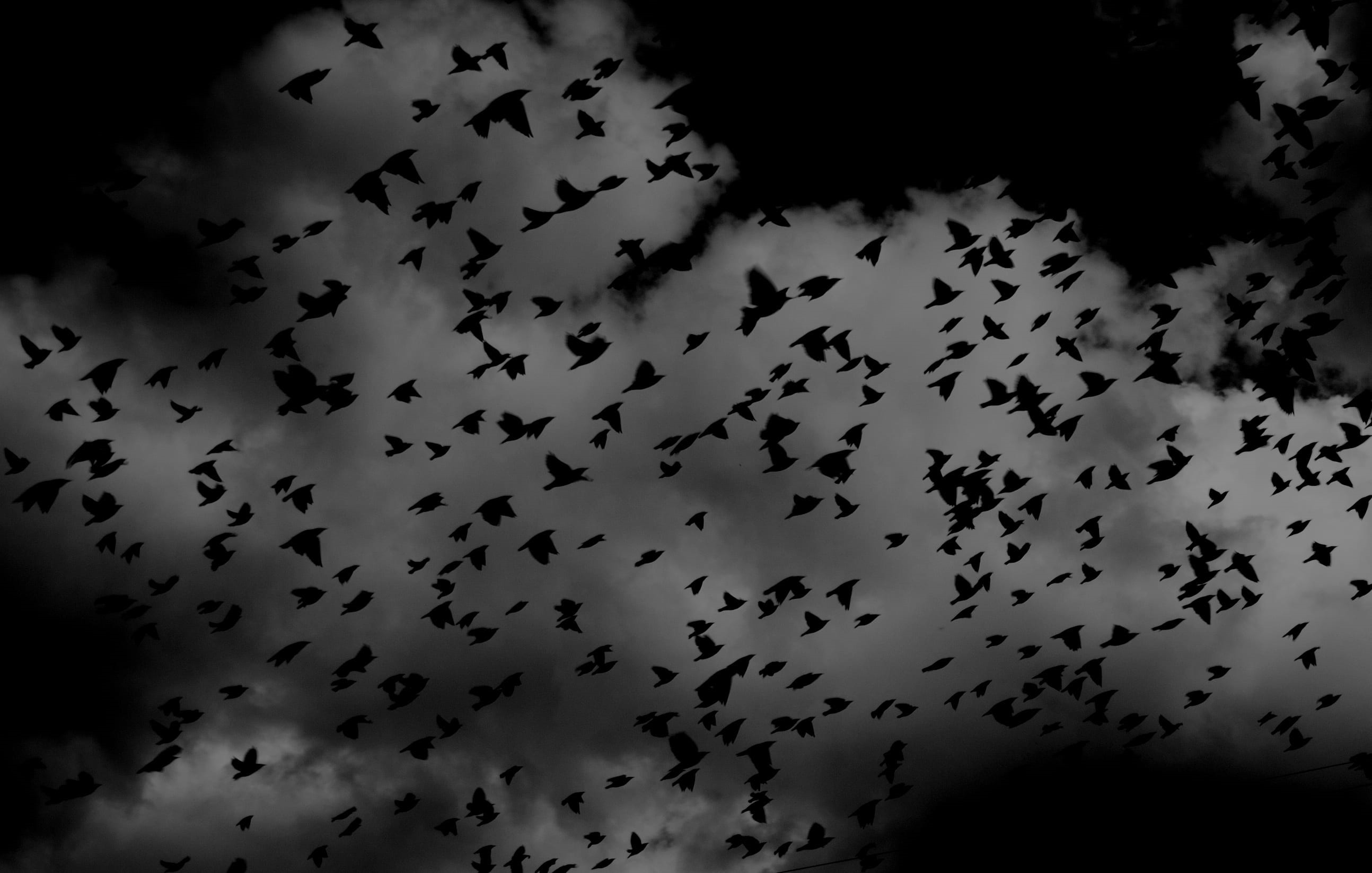flock of birds, beauty in nature, nature, birds, group of animals, cloud - sky, 2K, sky, low angle view, flying, vertebrate, motion, flight, cloud, deep, HD Wallpaper