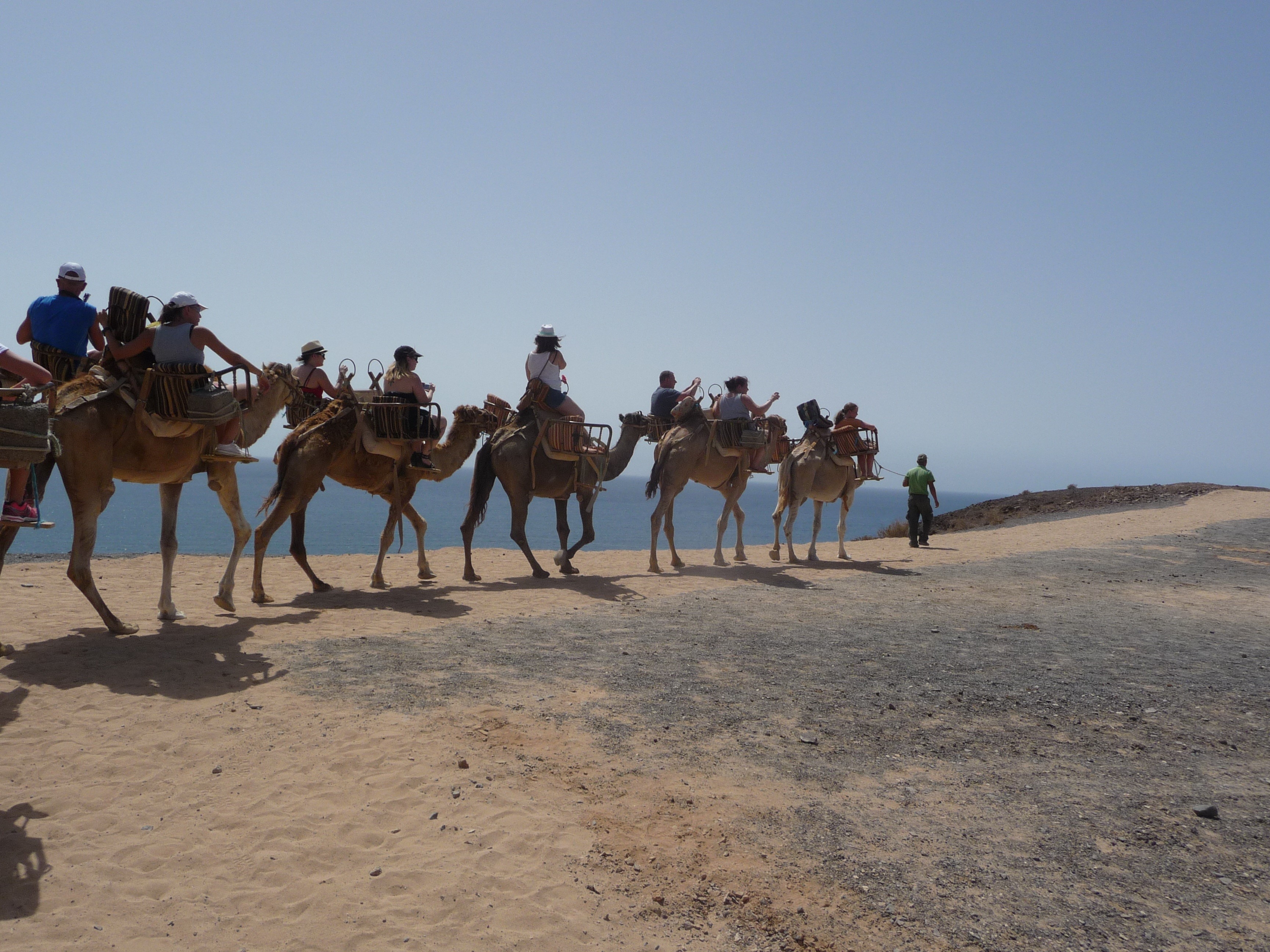 sand, 2K, clear sky, sky, dromedary Camel, travel, people, domestic, ride, livestock, africa, transport, desert ship, men, group of people, medium group of animals, HD Wallpaper