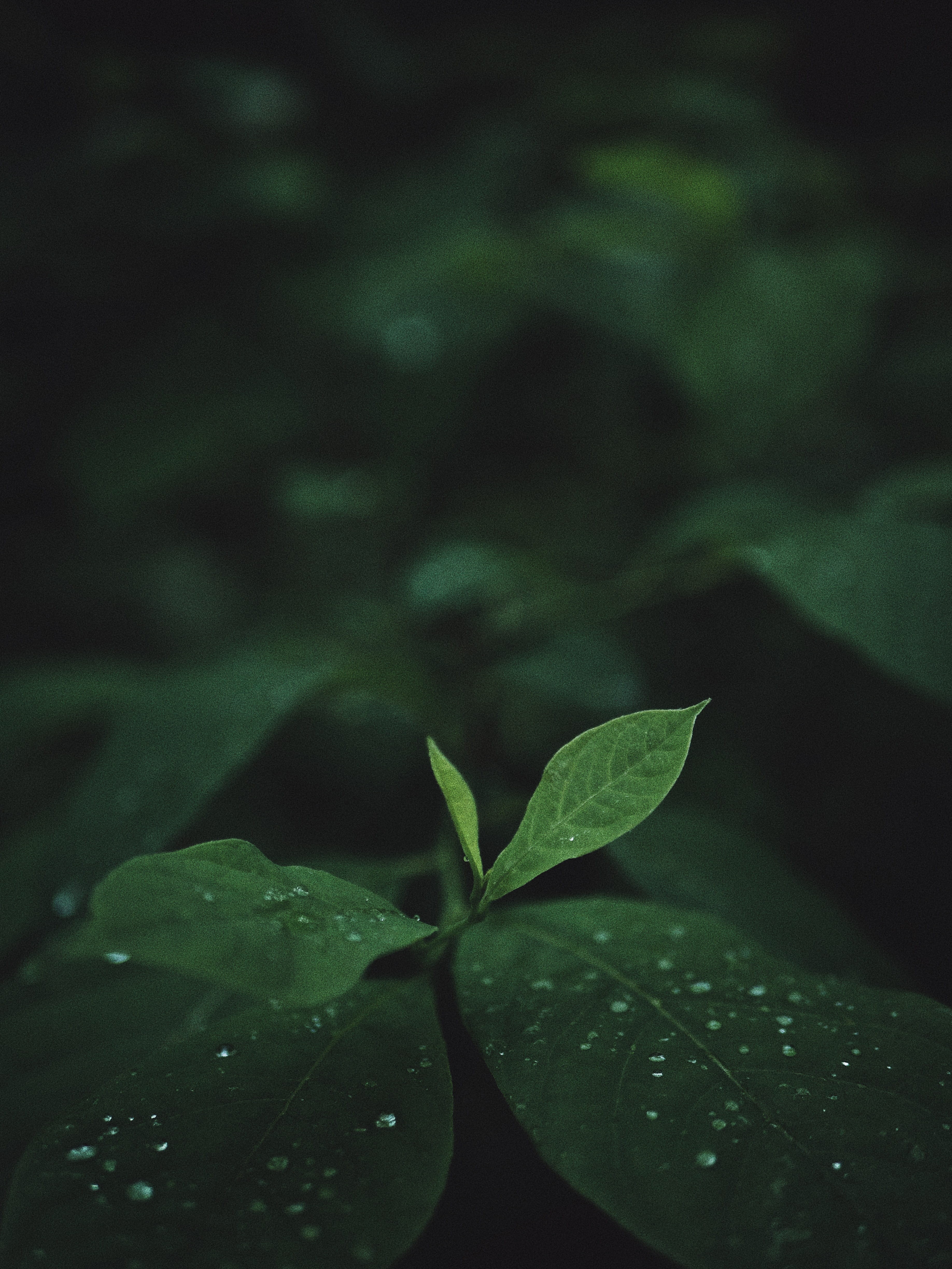 wet, deep green, green, clover, close-up, outdoors, flower, selective focus, green color, rain forest, beauty in nature, 4K, leaves, plant, blossom, flora, Phone HD Wallpaper