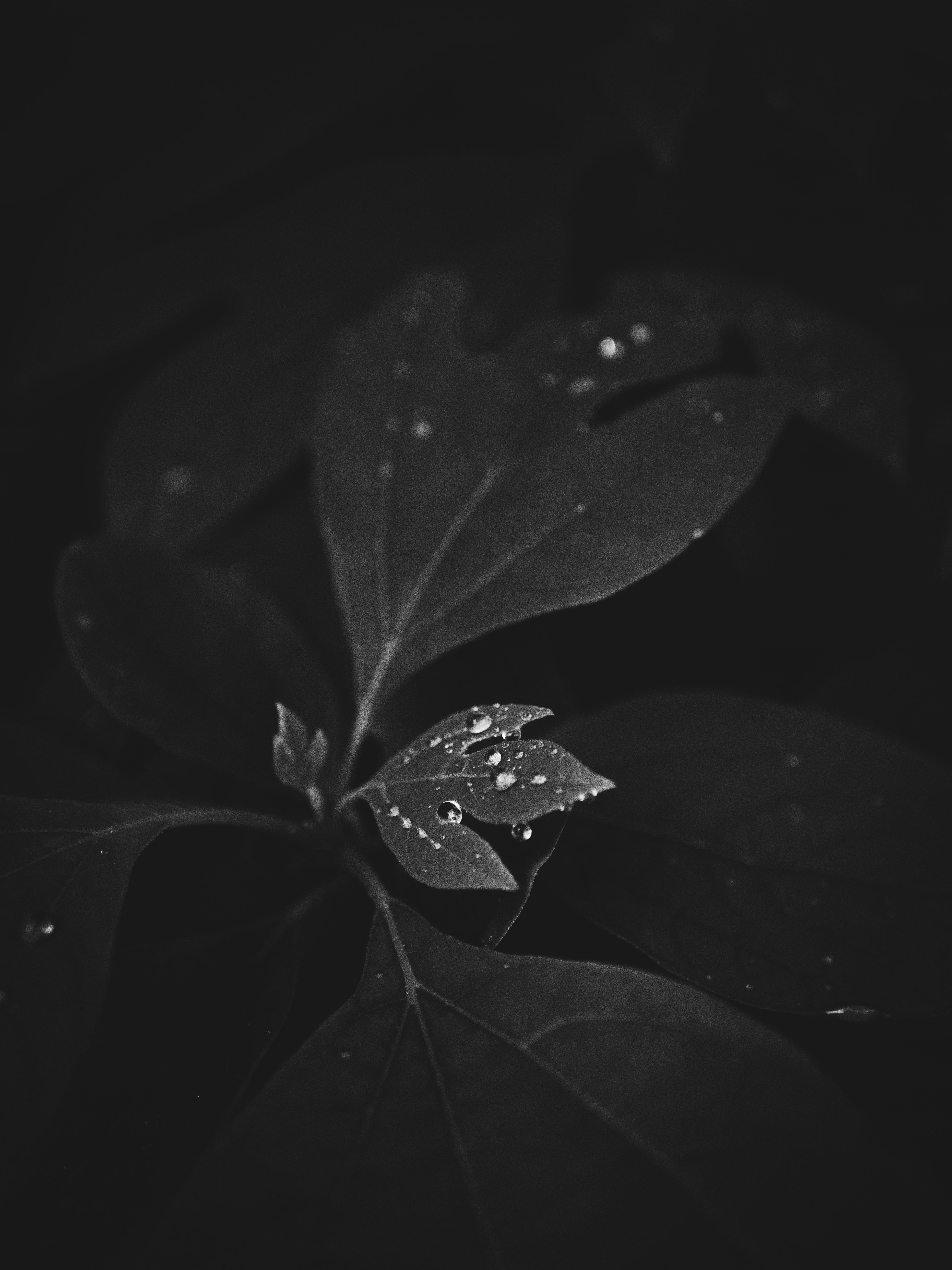 rain, growth, water, autumn, leaves, outdoors, wet, fragility, savage, simple, detail, plant, black and white, united states, raindrop, freshness, nature, Phone HD Wallpaper