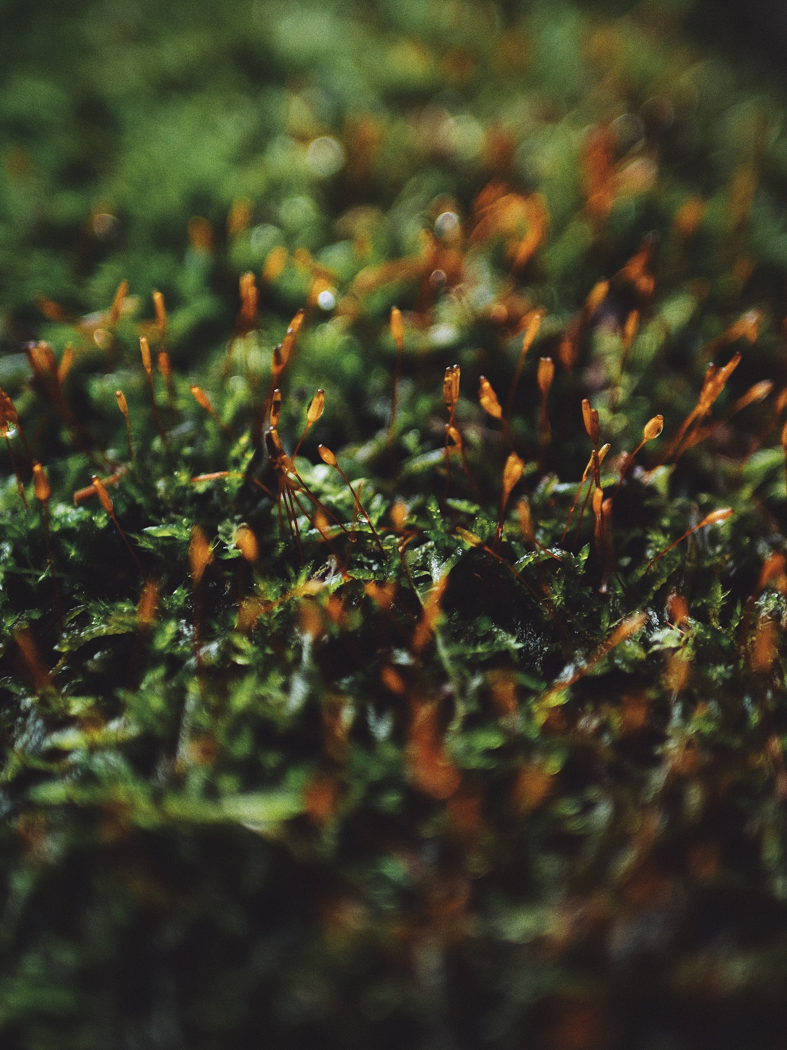 green color, outdoors, plant part, moss, tiny, plant, selective focus, moist, field, food, rain, food and drink, land, savage, united states, growth, beauty in nature, Phone HD Wallpaper