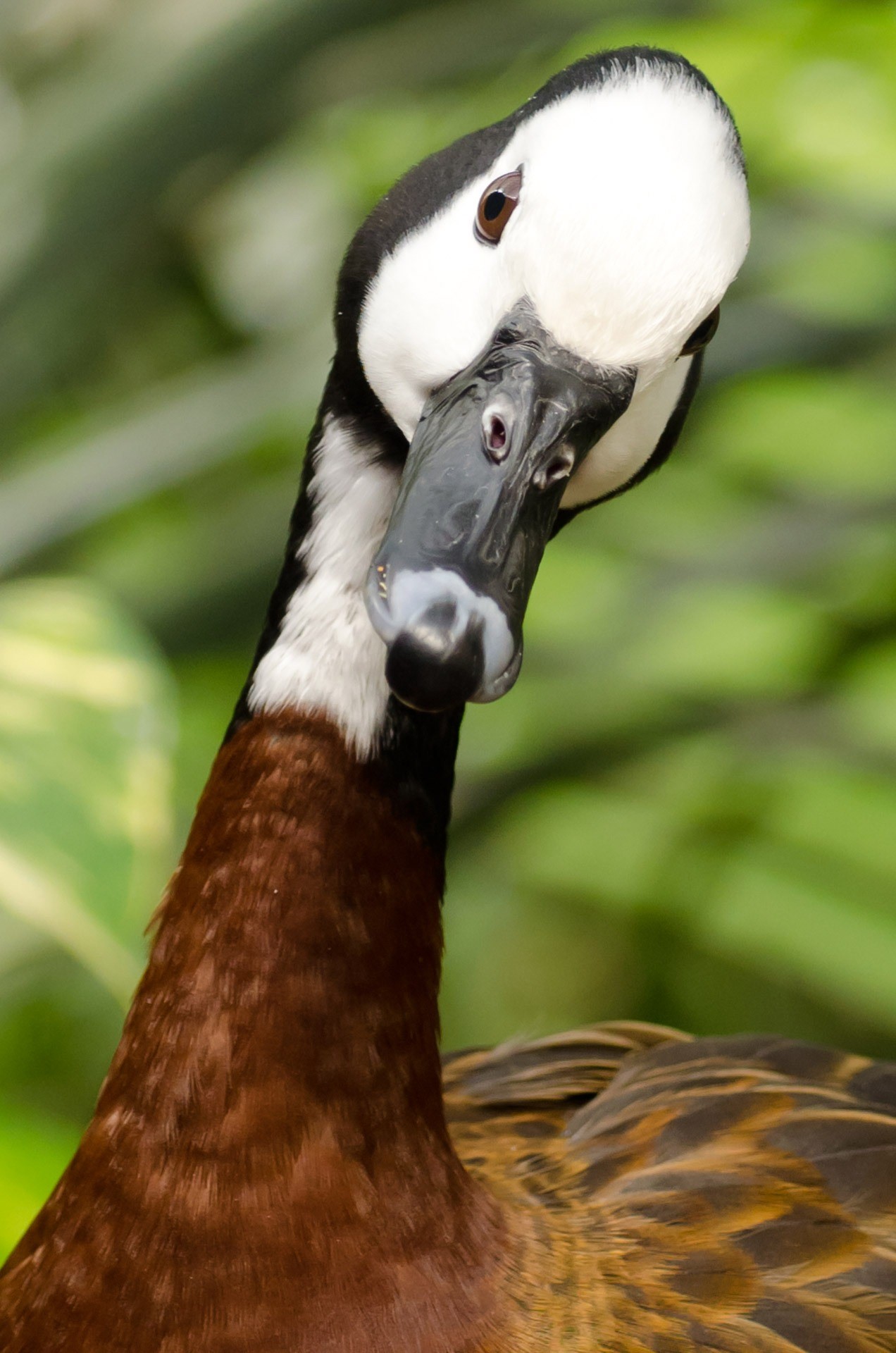 nature, ornithology, close-up, map, outdoors, biology, life, beak, cheers, vertical, 1080P, first, races, wild, baby, animal, ducks, animal wildlife, birds, Phone HD Wallpaper