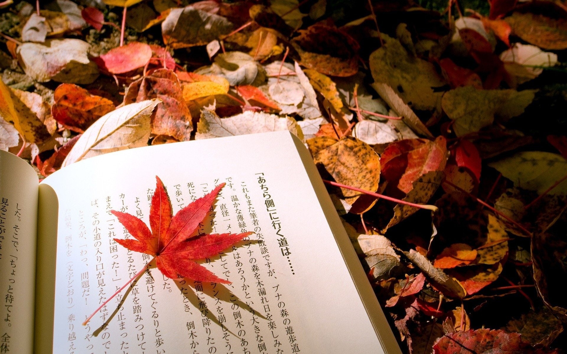 Fall, Man Made, Book, 1080P, Hiragana, HD Wallpaper
