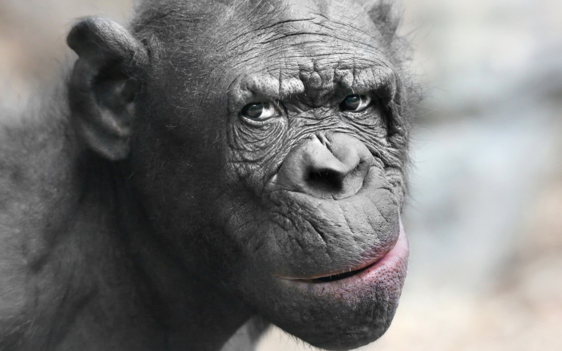 ape, animal body part, close-up, animals in the wild, contemplation, 1080P, depth of field, one animal, nose, gorilla, black, eyes, animals, facial expression, HD Wallpaper