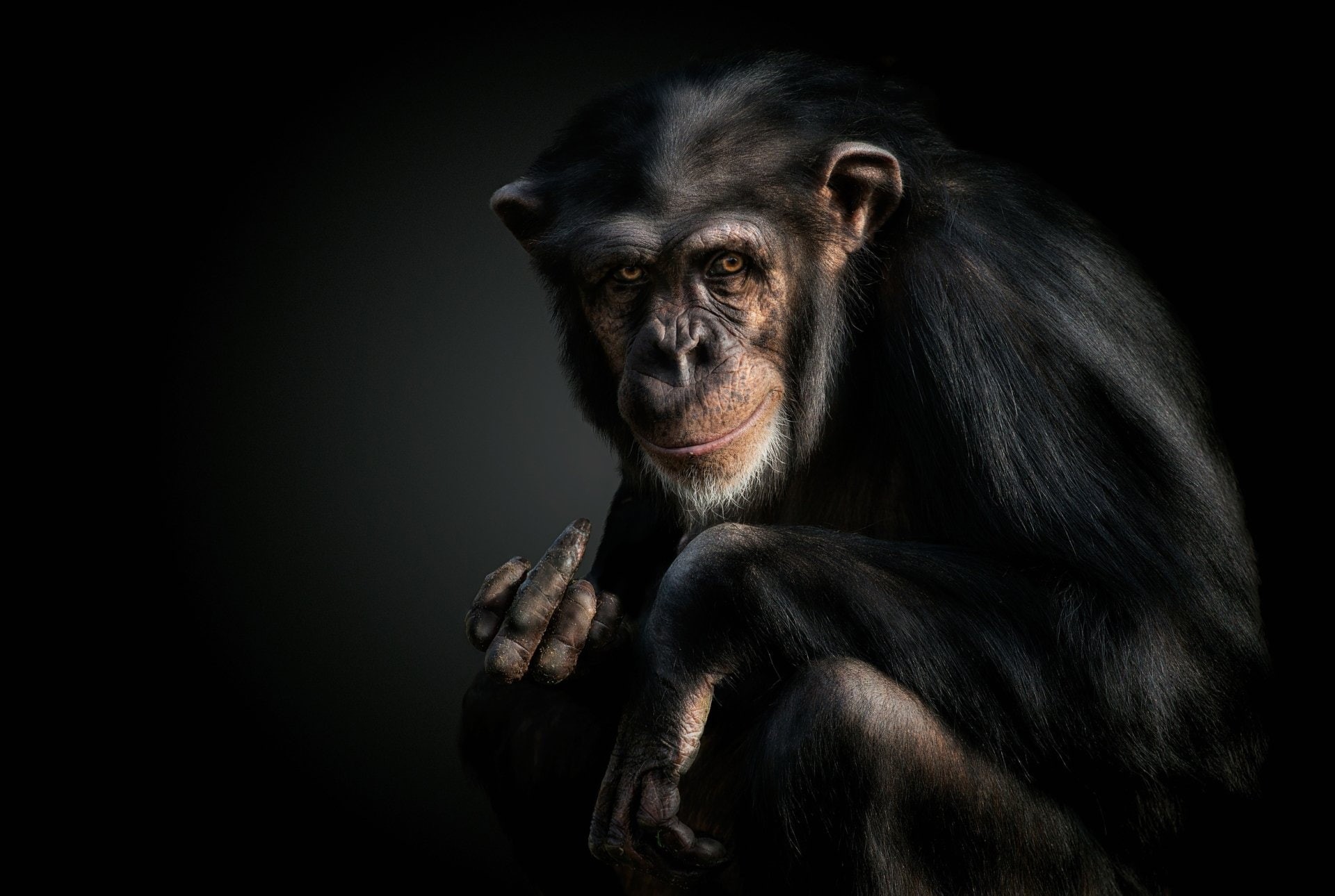 Monkey, Primate, Chimpanzee, Monkeys, 1080P, HD Wallpaper