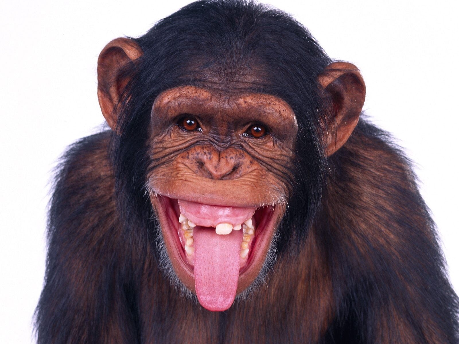 animal body part, no people, monkey, black, portrait, vertebrate, indoors, one animal, studio shot, animal mouth, animal, domestic animals, animal head, HD Wallpaper