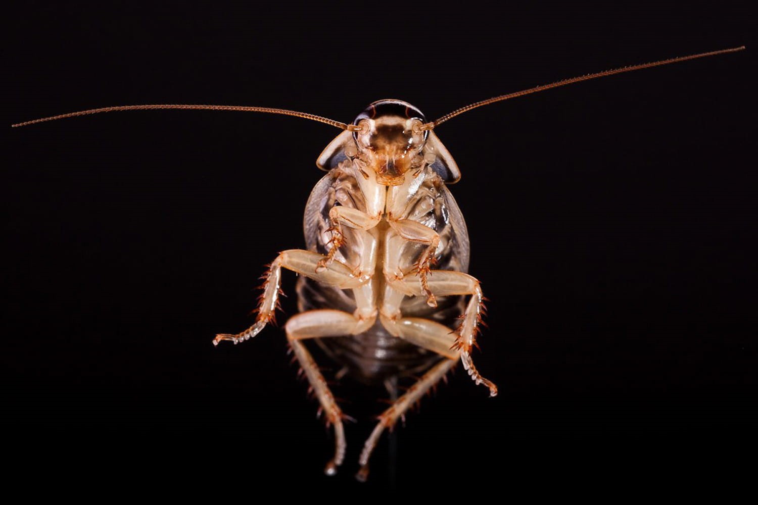 animal body part, exotic, revolting, studio shot, full length, male, cut out, black background, scavenging, arachnid, animal themes, pest, arthropod, marine, HD Wallpaper