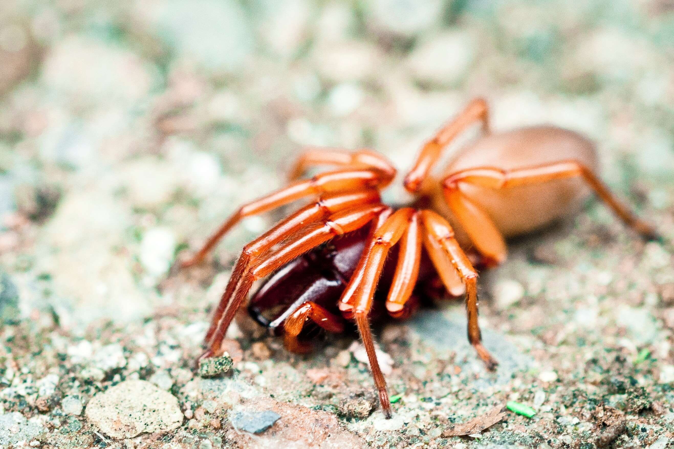 close up view, arachnid, rock, outdoors, one animal, animal, day, no people, insect, invertebrate, spider, 2K, animal wildlife, zoology, crab, focus on foreground, HD Wallpaper