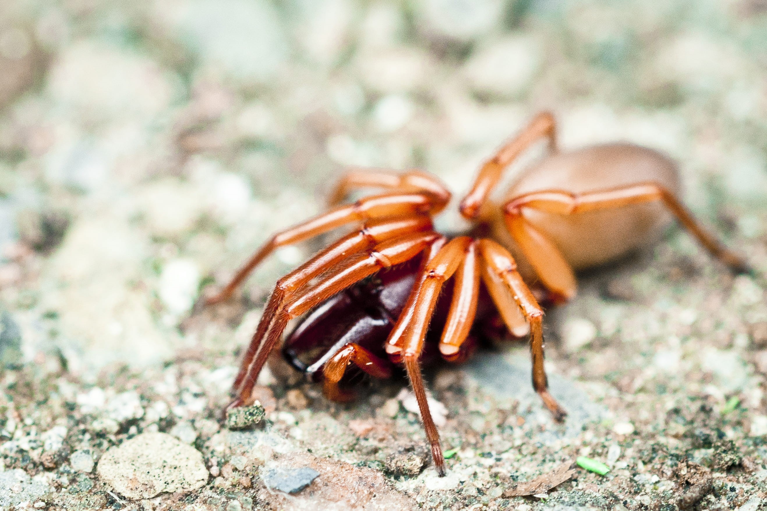 no people, animal leg, insect, focus on foreground, one animal, surface, animal wildlife, fear, invertebrate, closeup, close to, marine, crustacean, spider, HD Wallpaper