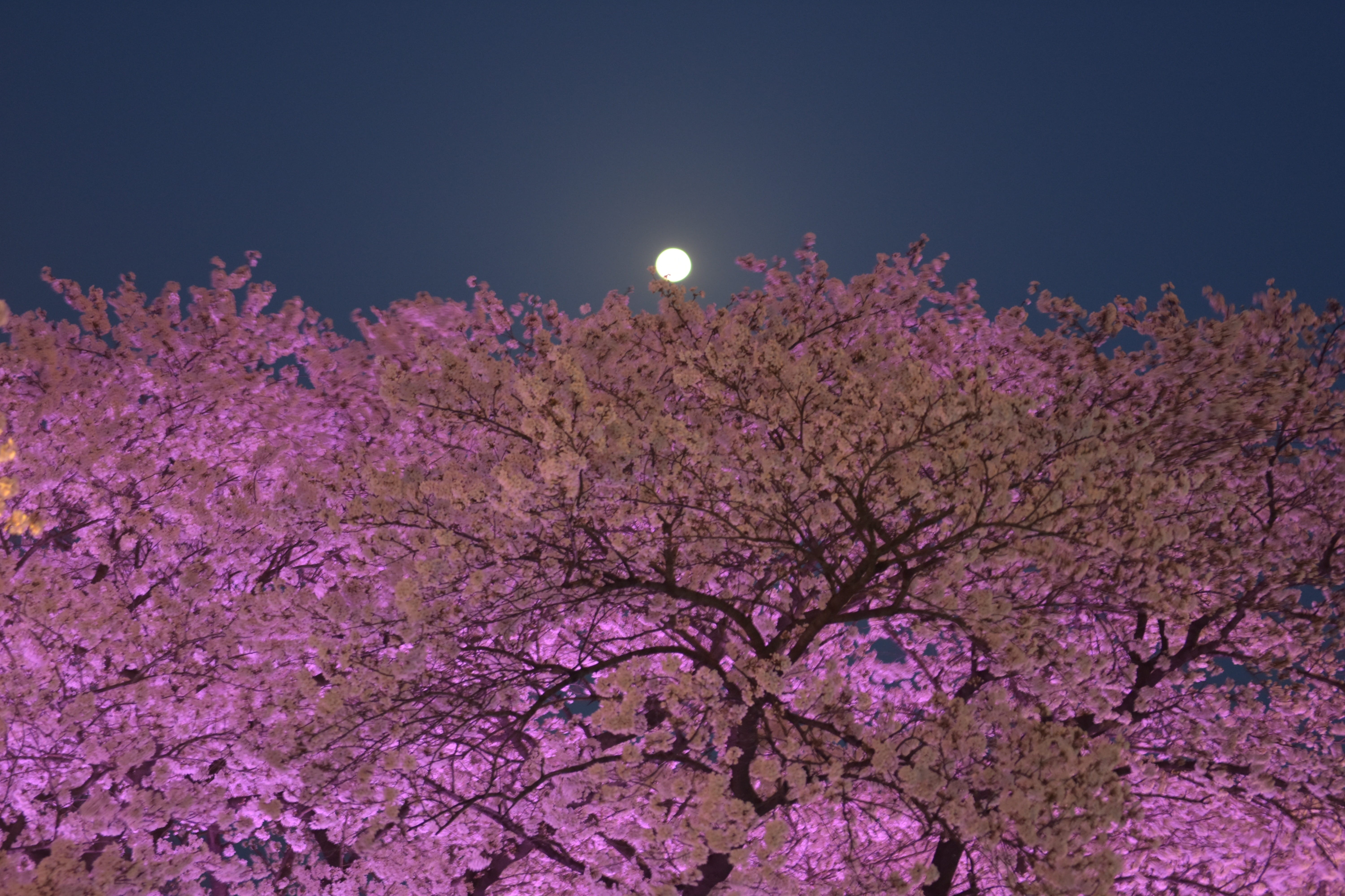 night, outdoors, scenics - nature, moon, flower, cherryblossom, 5K, trees, tree, flowering plant, no people, tranquility, pink color, full moon, undersea, HD Wallpaper
