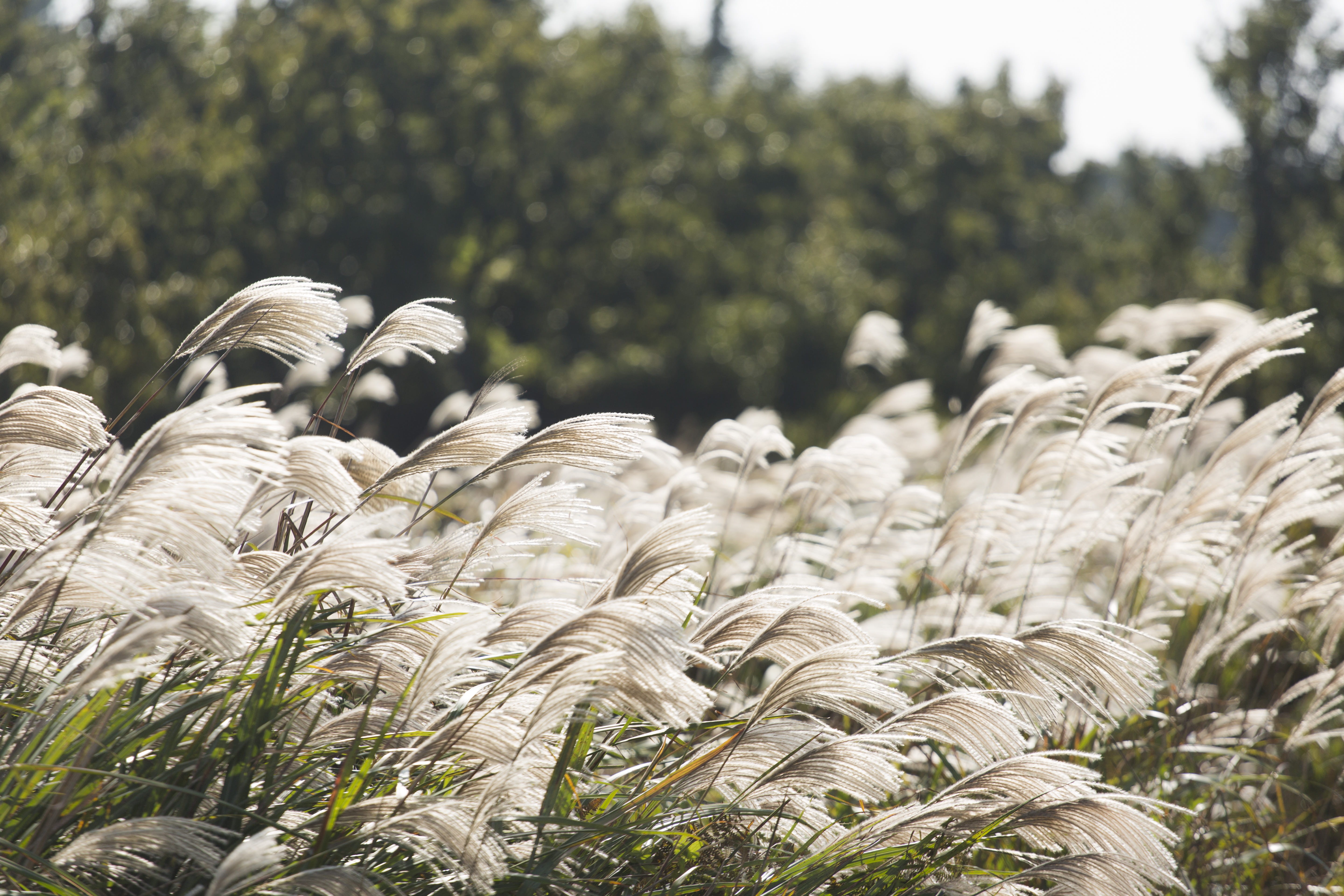 rear view, rural scene, day, jeju-do, environment, fall, nature, plant, wind, field, jejudo, green, farm, 5K, south korea, land, forest, reed, agriculture, HD Wallpaper