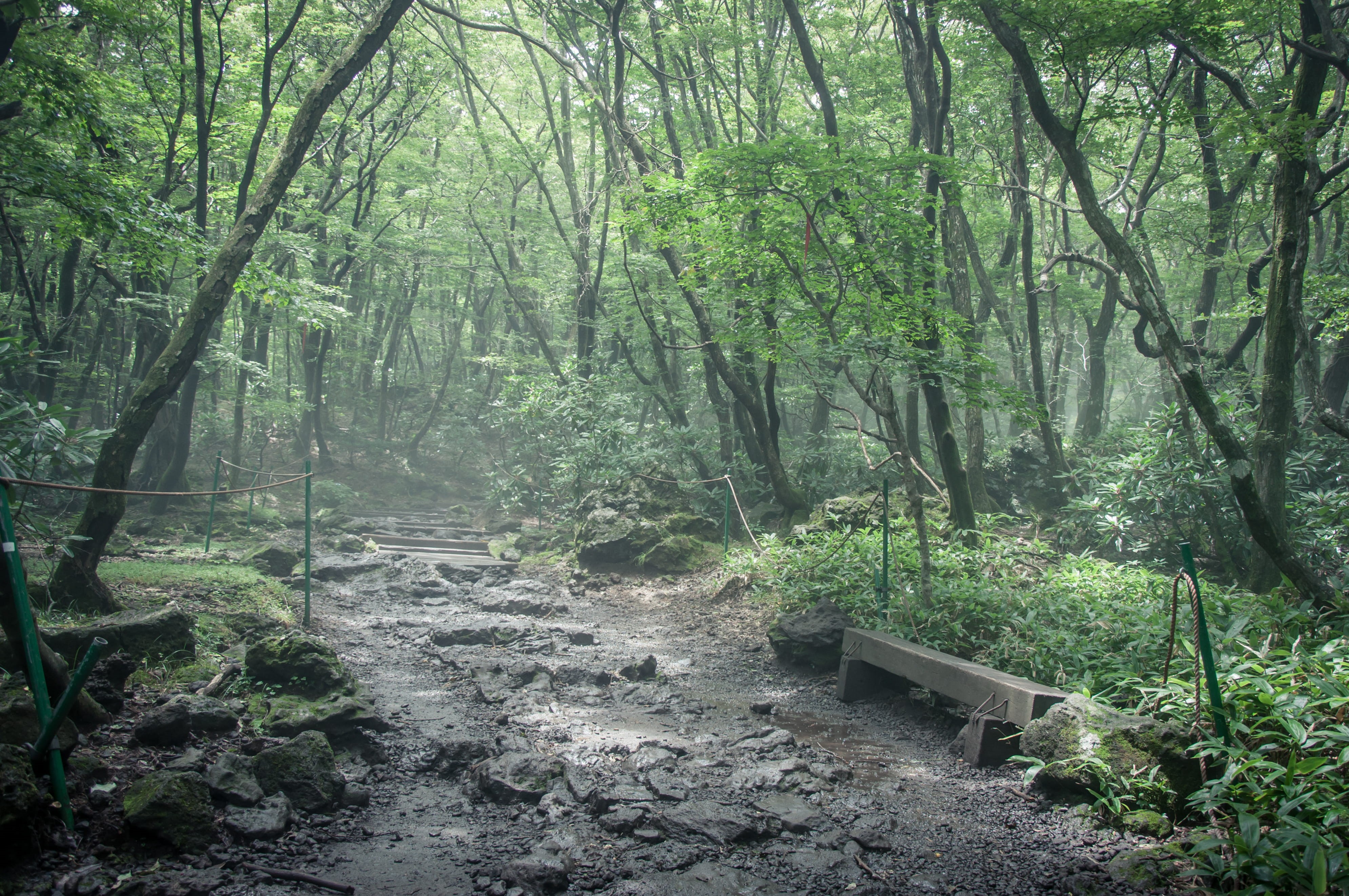 plant, woods, tree trunk, woodland, non-urban scene, tree, growth, bamboo - plant, direction, rain, tranquil scene, fog, beauty in nature, green color, HD Wallpaper