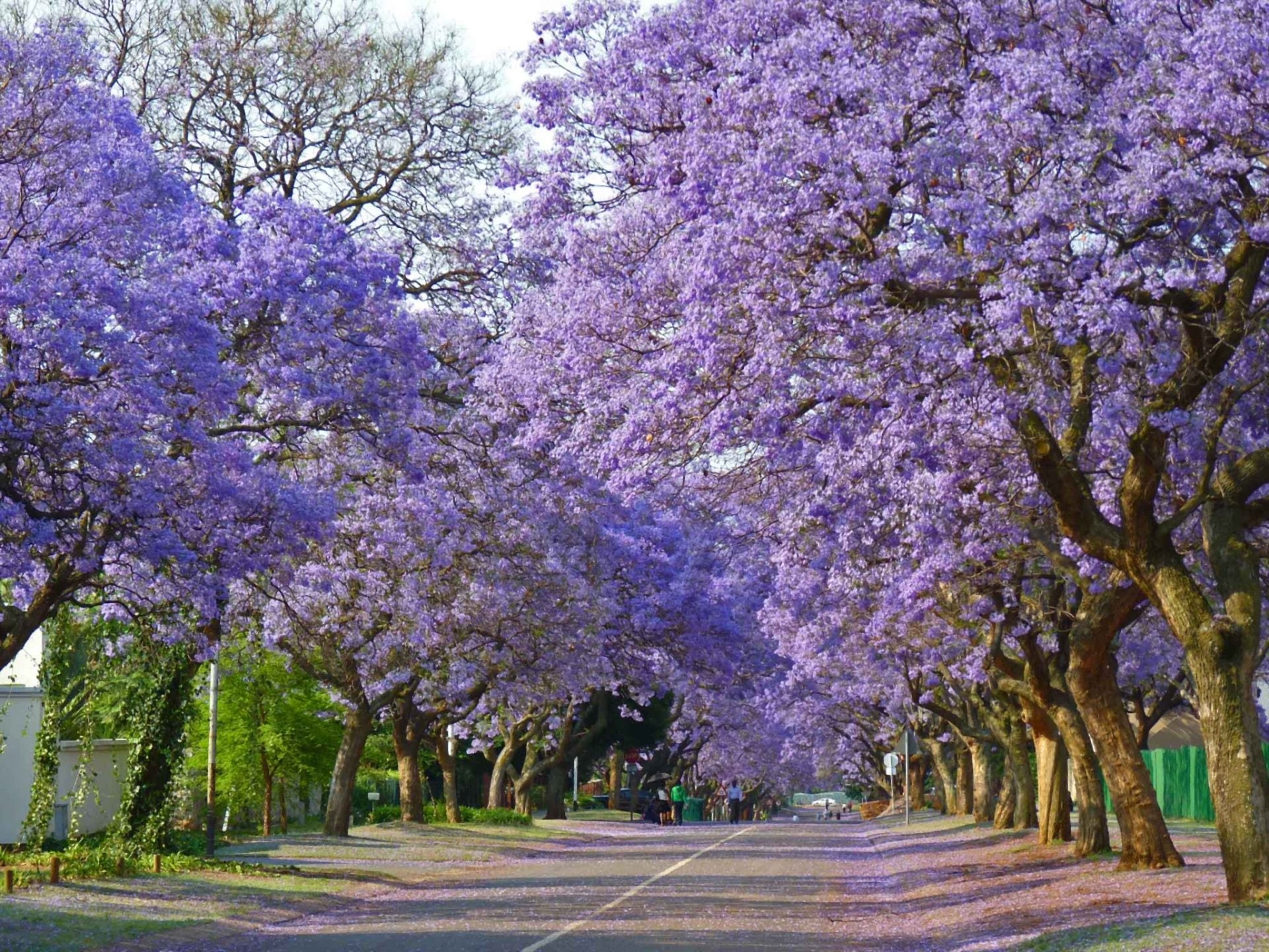 no people, purple, Man Made, park, vulnerability, cherry tree, beauty in nature, 1080P, freshness, blossom, plant, branch, fragility, springtime, Tree-Lined, HD Wallpaper