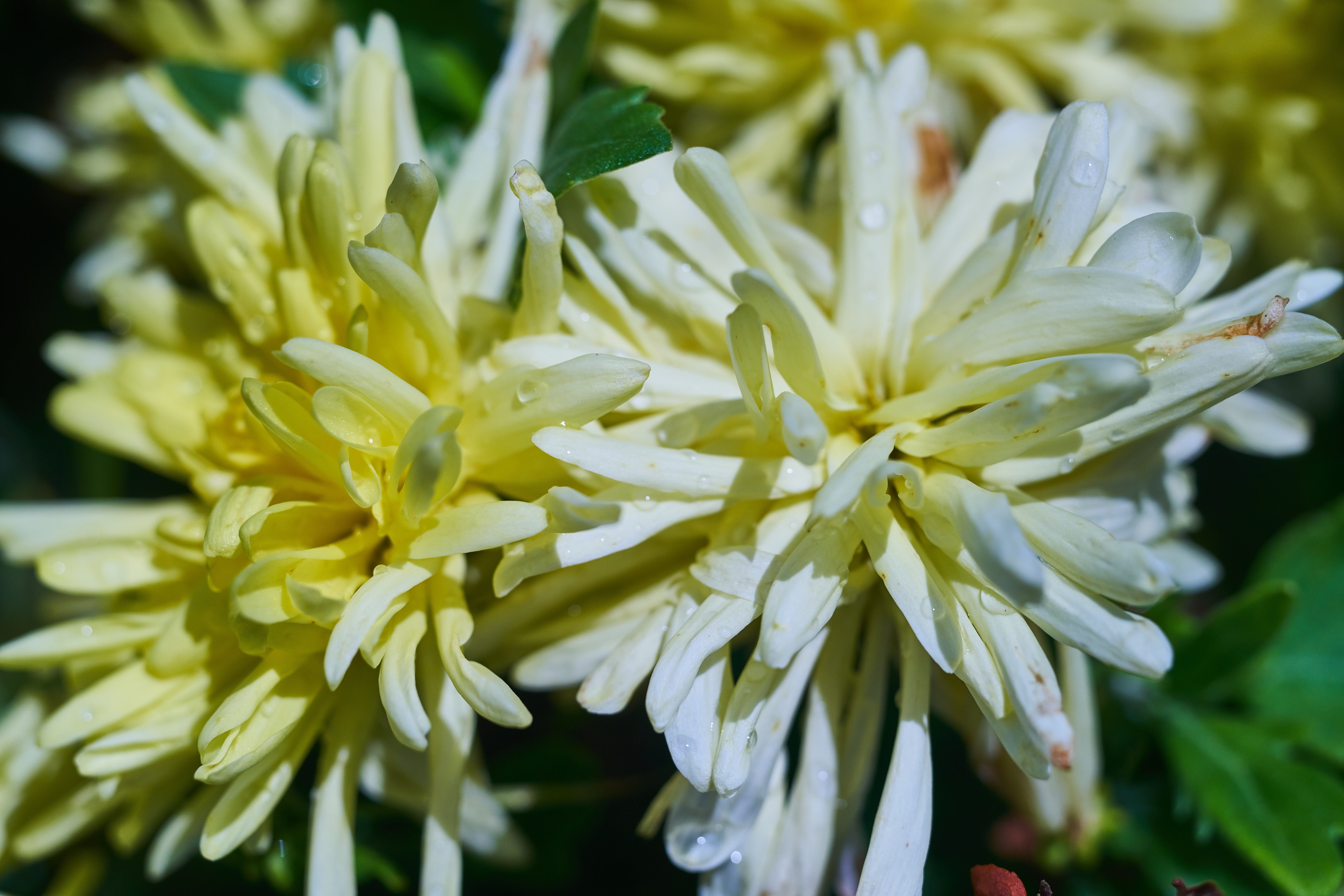 flowering plant, color, romantic, beautiful, flowers, botanical, petal, close-up, current season, spring, growth, macro, focus on foreground, natural, yellow, HD Wallpaper