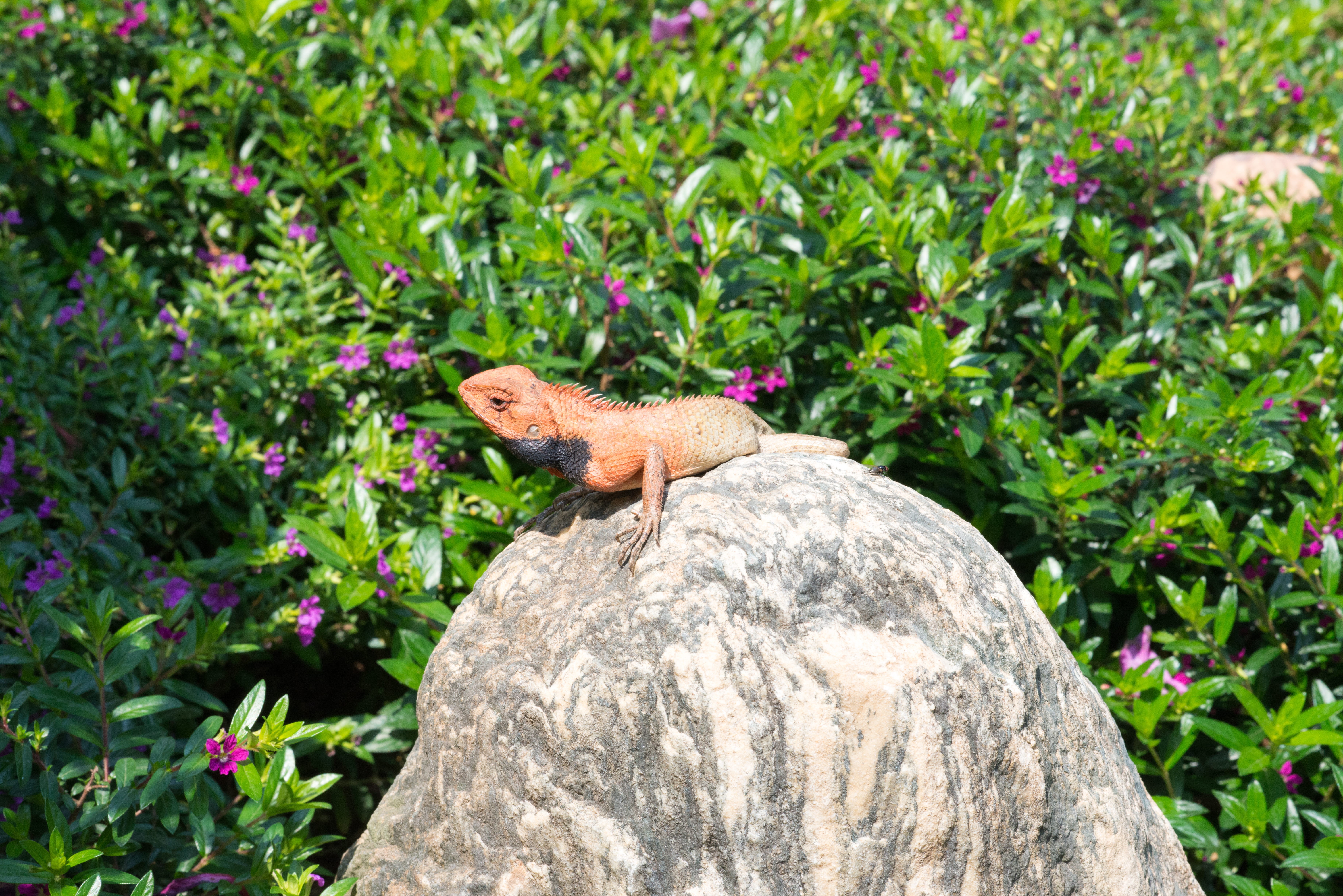garden, vertebrate, solid, growth, hot, 5K, animal wildlife, full length, day, green color, rock, rock - object, animal, lizard, sun, mammal, plant, hong kong, HD Wallpaper