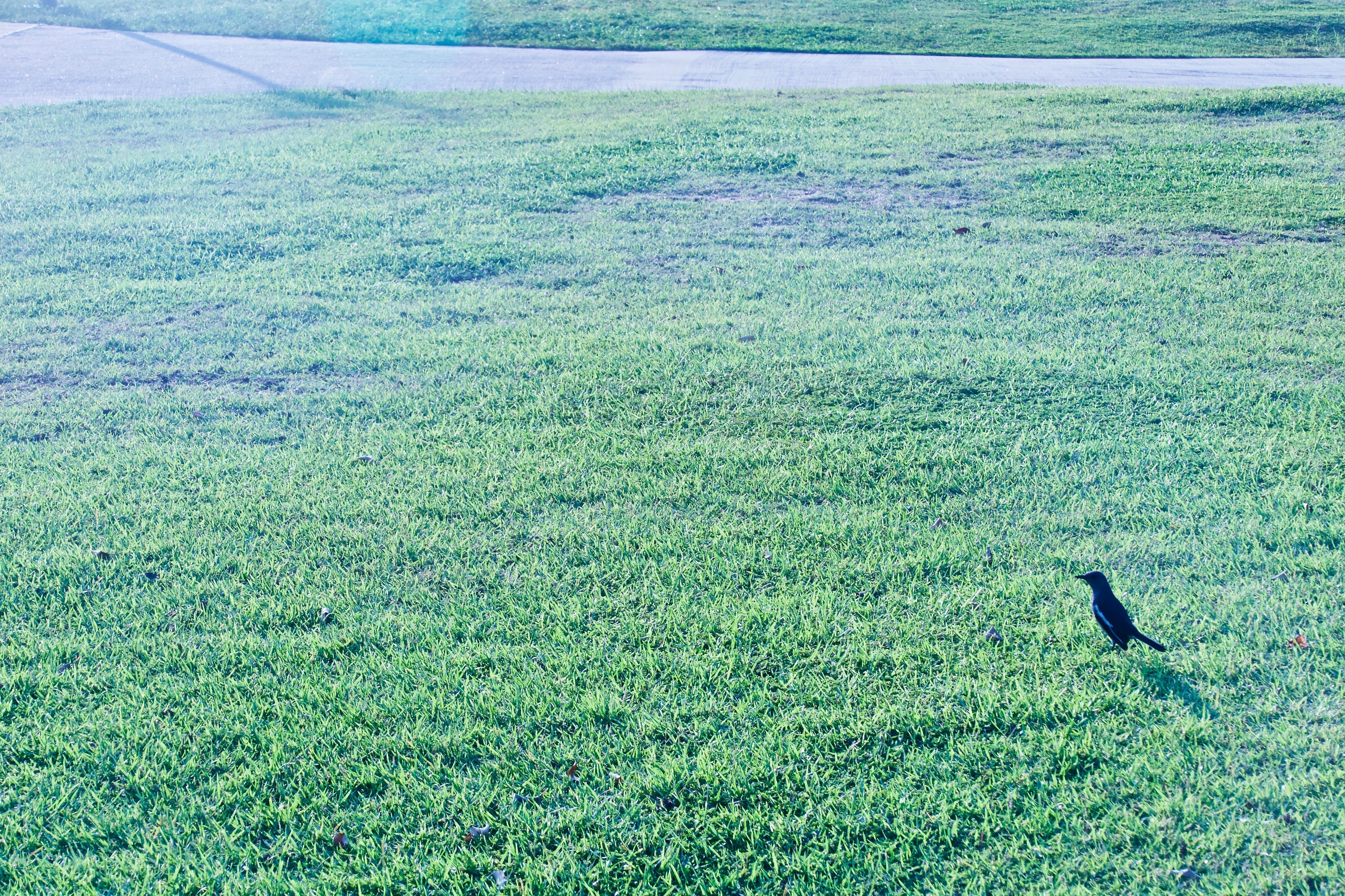 animals in the wild, tranquility, nature, garden, west kowloon cultural district, land, animal themes, outdoor, day, no people, sunny, animal wildlife, HD Wallpaper