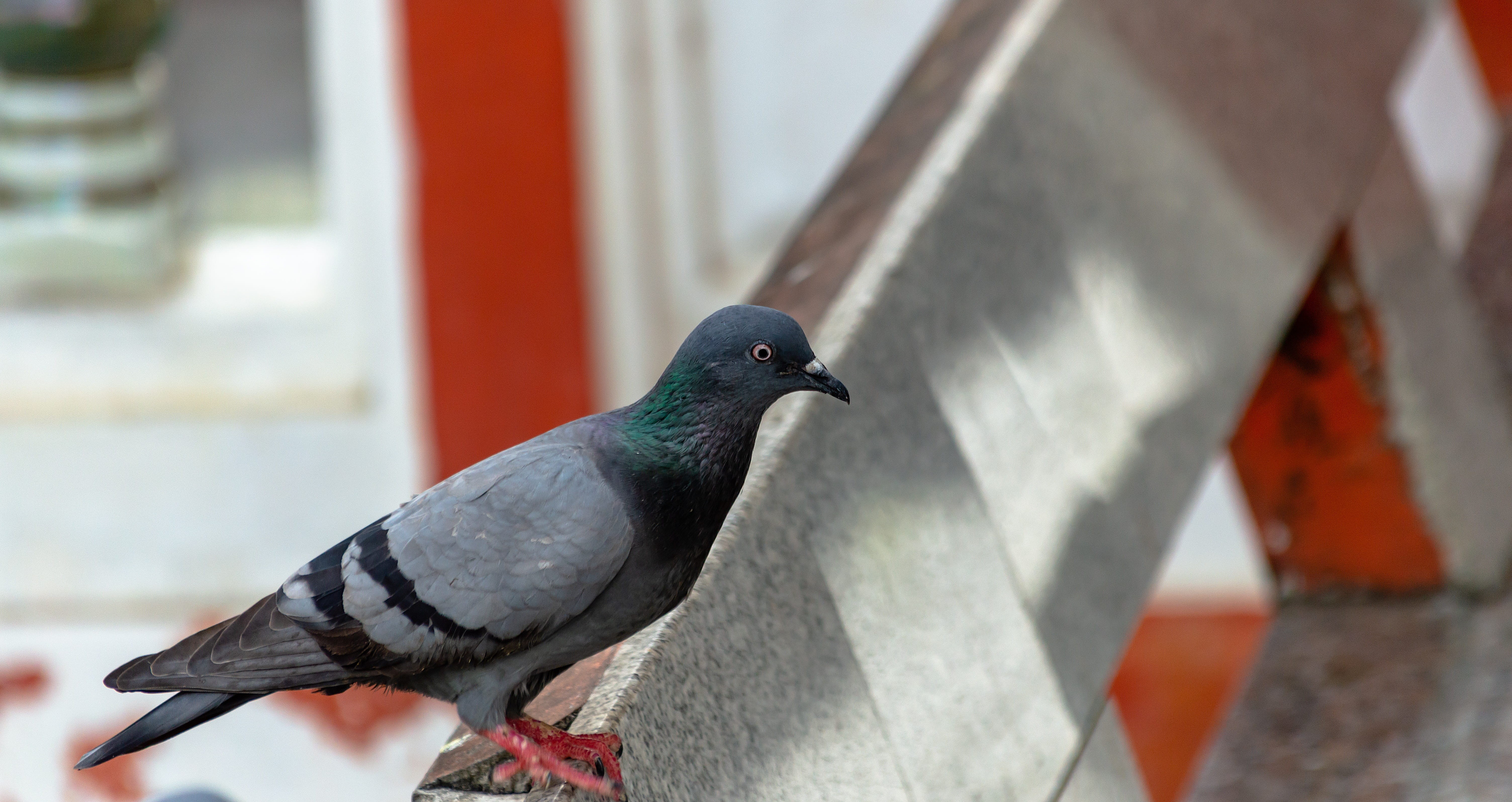 black, one animal, focus on foreground, bird, close-up, vertebrate, dove - bird, doves, side view, nature, spring, animal, hope, day, design, animal wildlife, HD Wallpaper