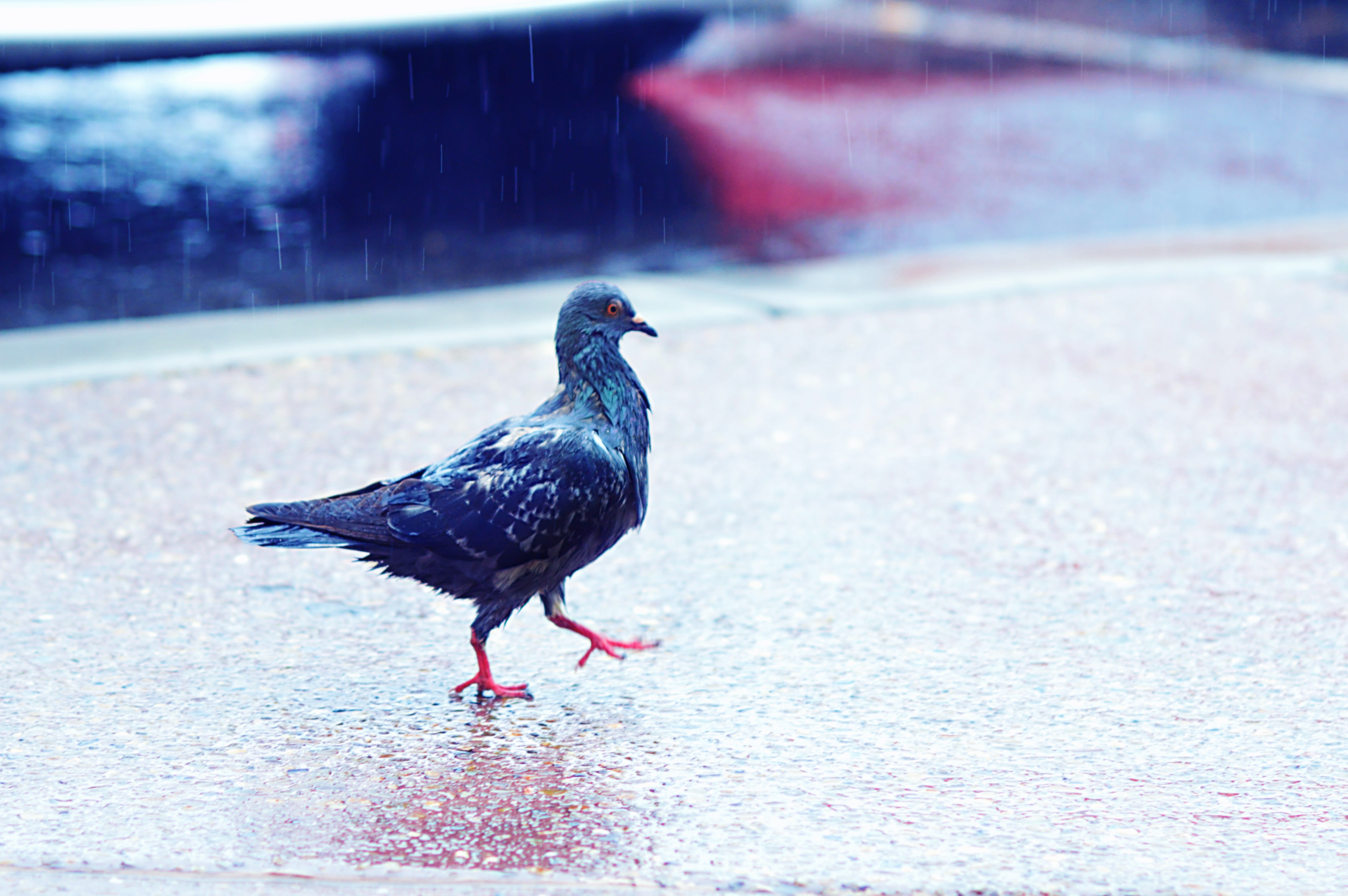 5K, vertebrate, asphalt, nature, pavement, outdoors, side view, colorful, transportation, peace, day, color, animal, pigeon, city, weather, sidewalk, flight, HD Wallpaper